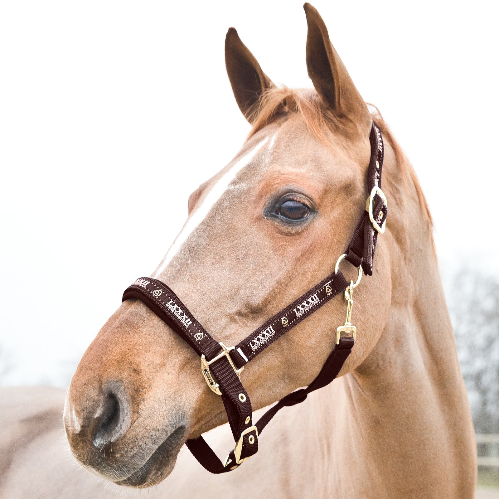 Horze Hamptons Halter Halters & Leads