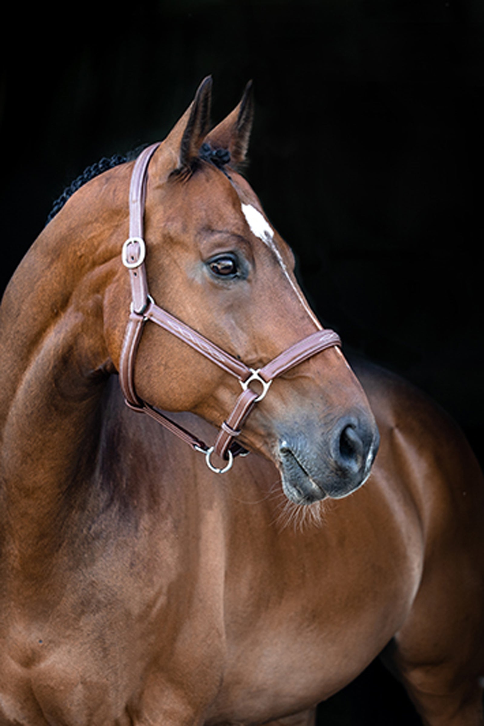 Horze Warren Soft Leather Halter Halters & Leads