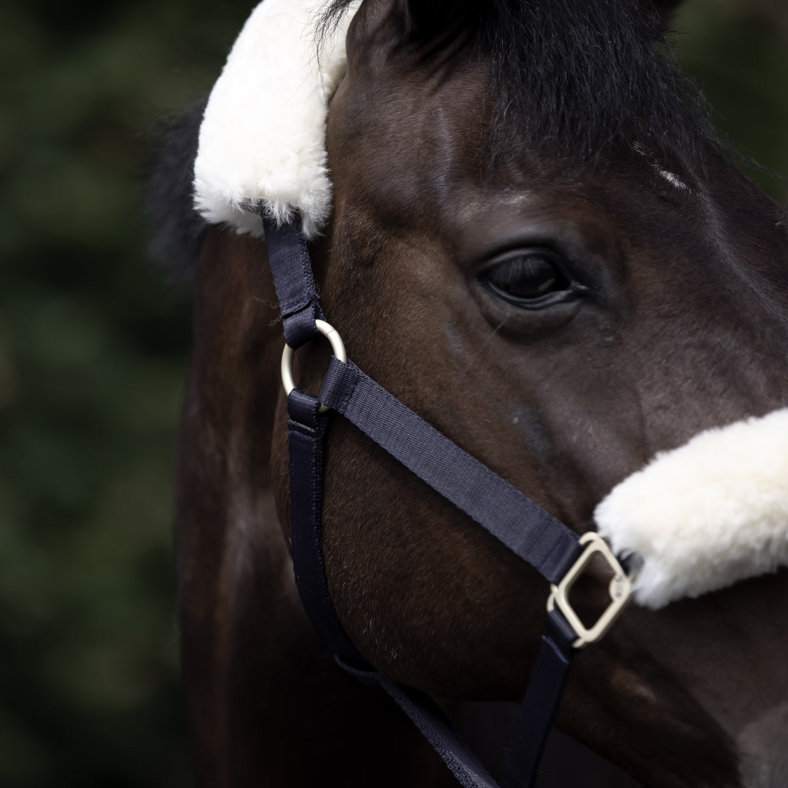 B Vertigo Laurier Halter with Sheepskin Halters & Leads