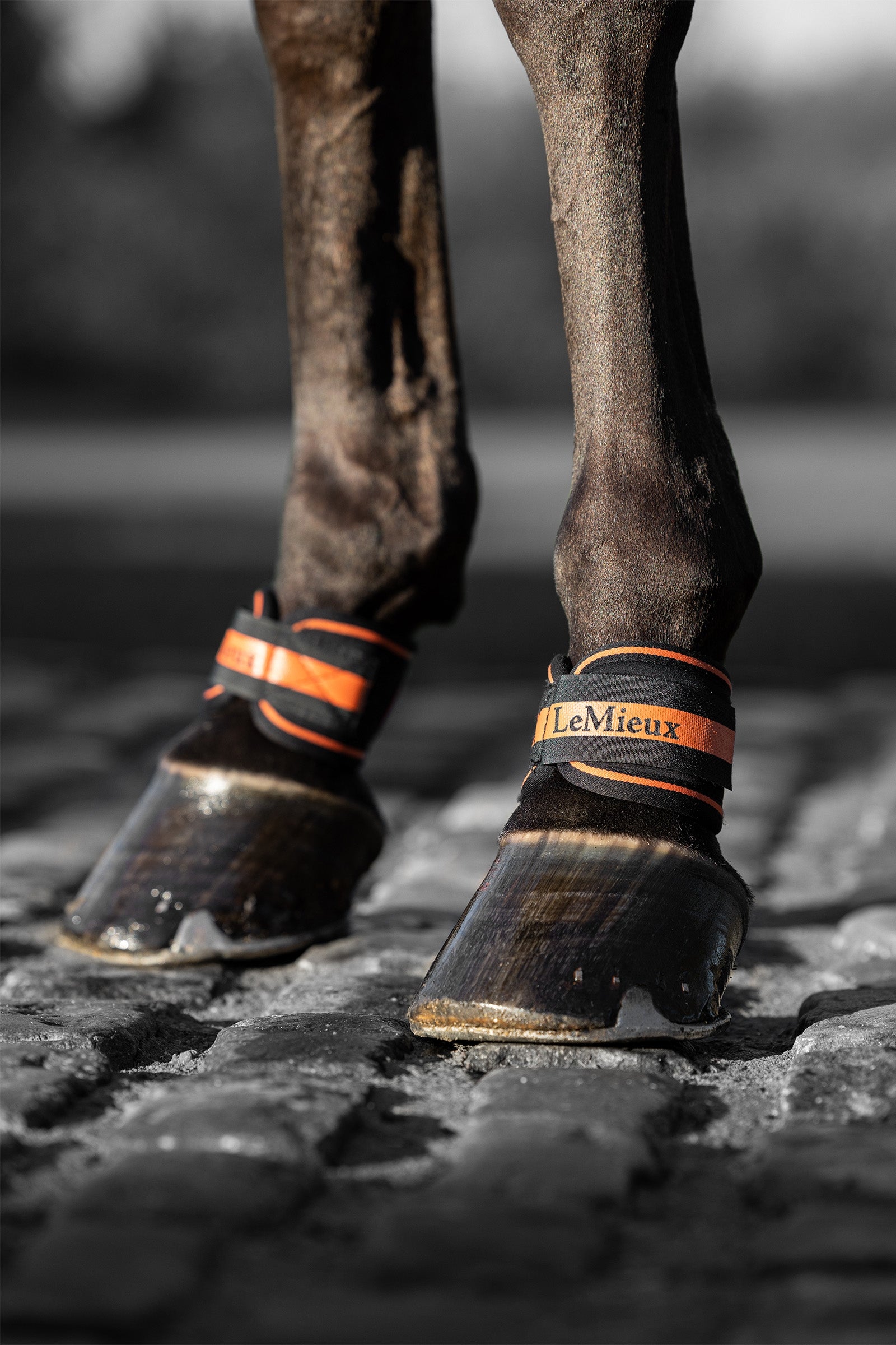 LeMieux Magno Pastern Wrap