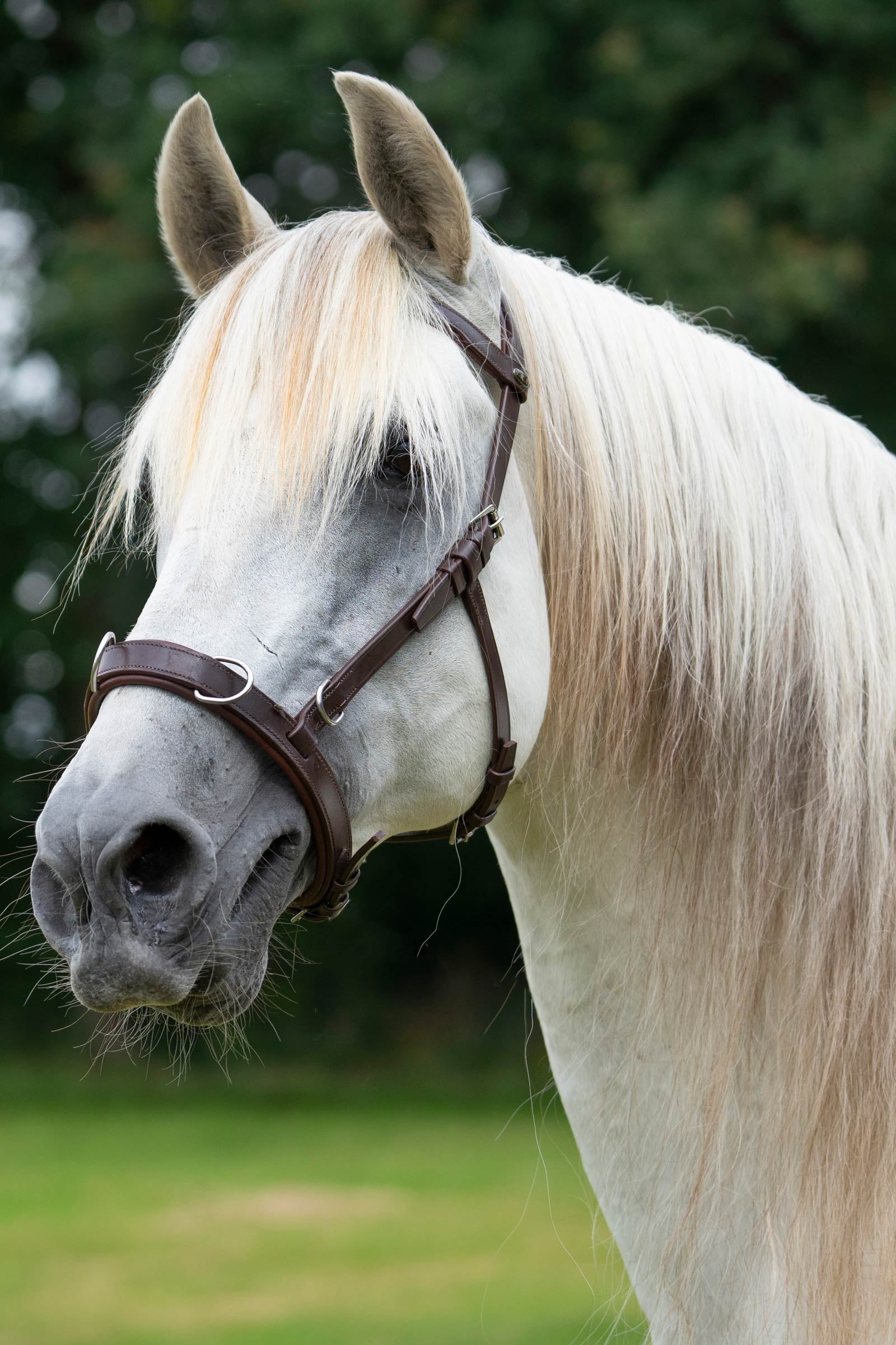 F.R.A. Freedom Riding Articles Baro Cavesson, Leather Bridles & Reins