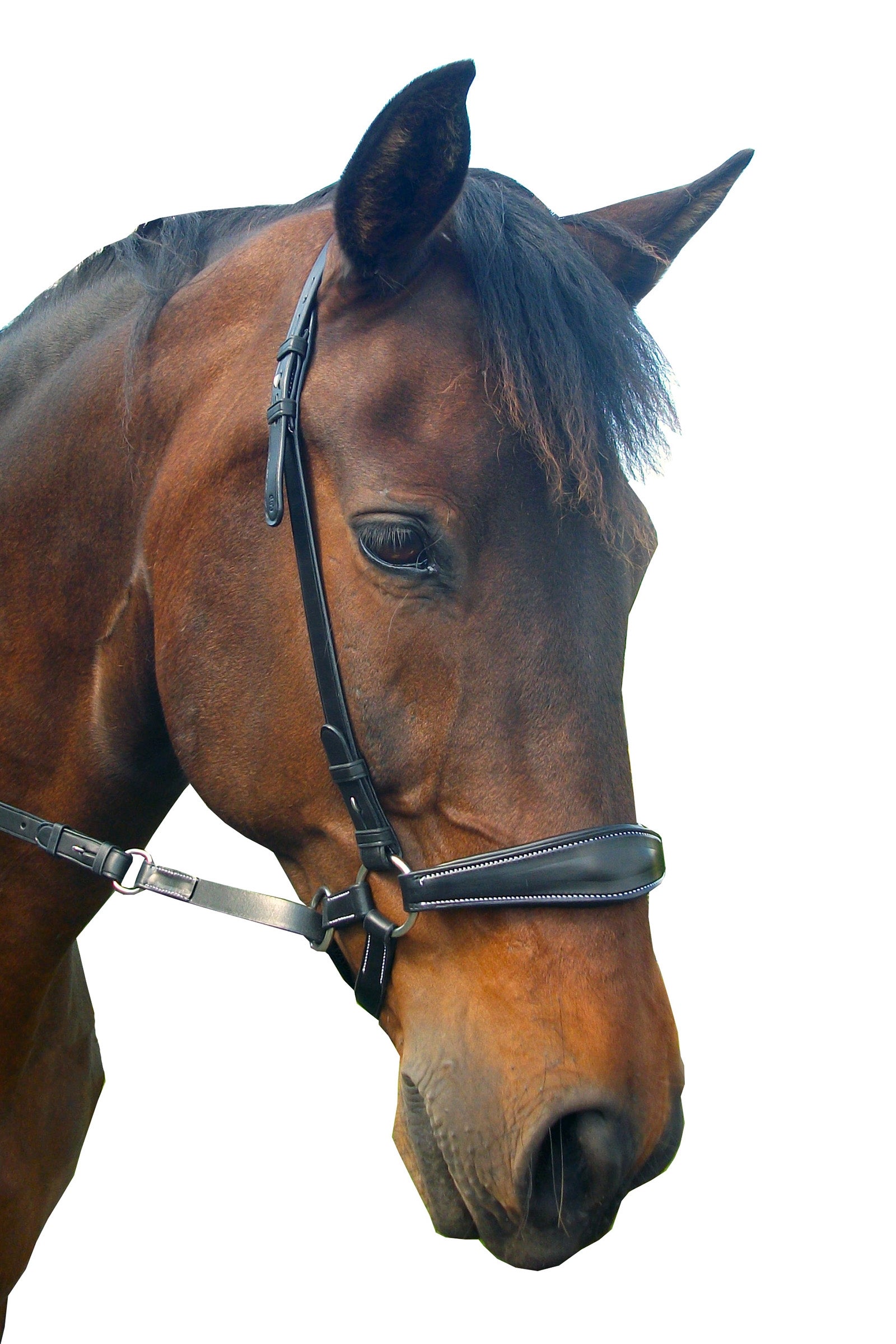 F.R.A. Freedom Riding Articles Lami Gebissloser Zaum (System 4) Trensenzäume & Zügel