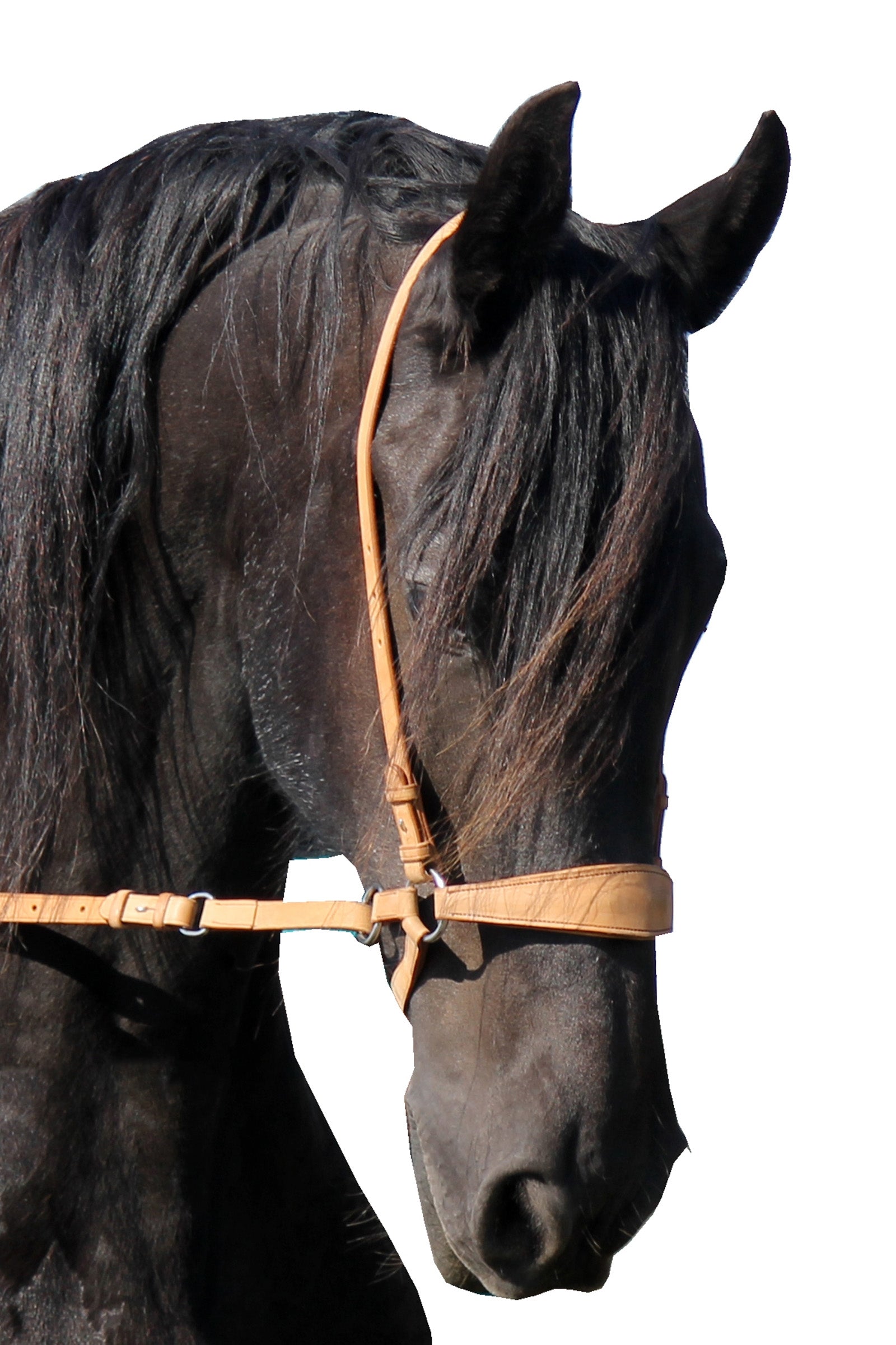 F.R.A. Freedom Riding Articles Lami Bitless Bridle (System 4) w/ Reins & Studhook Connect Bridles & Reins