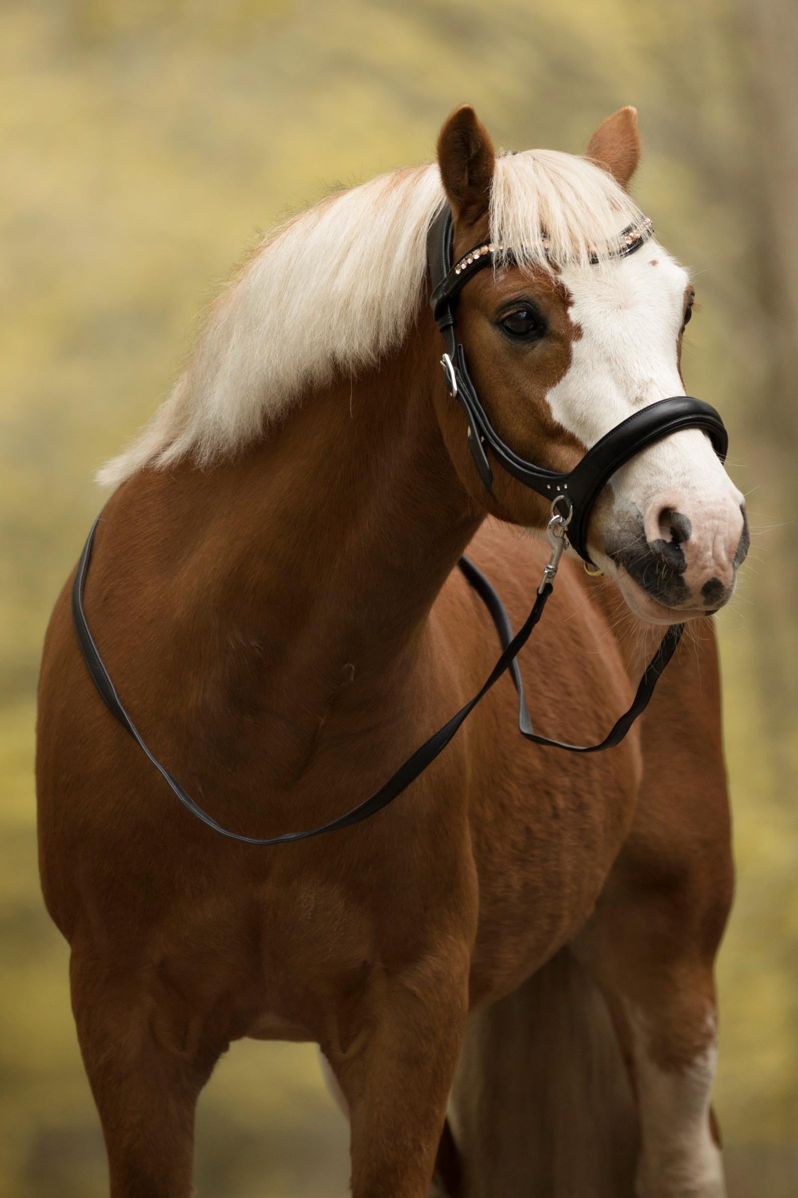 F.R.A. Freedom Riding Articles Rebecca Sidepull With Reins (System 3) Bridles & Reins