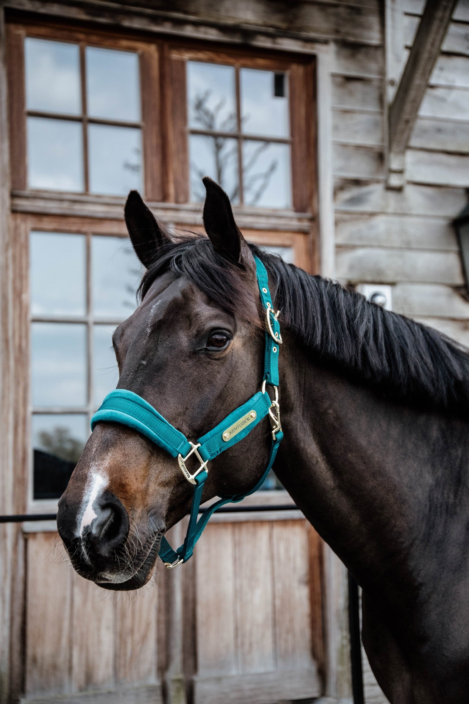 Kentucky Horsewear Velvet Halfter Halfter & Stricke
