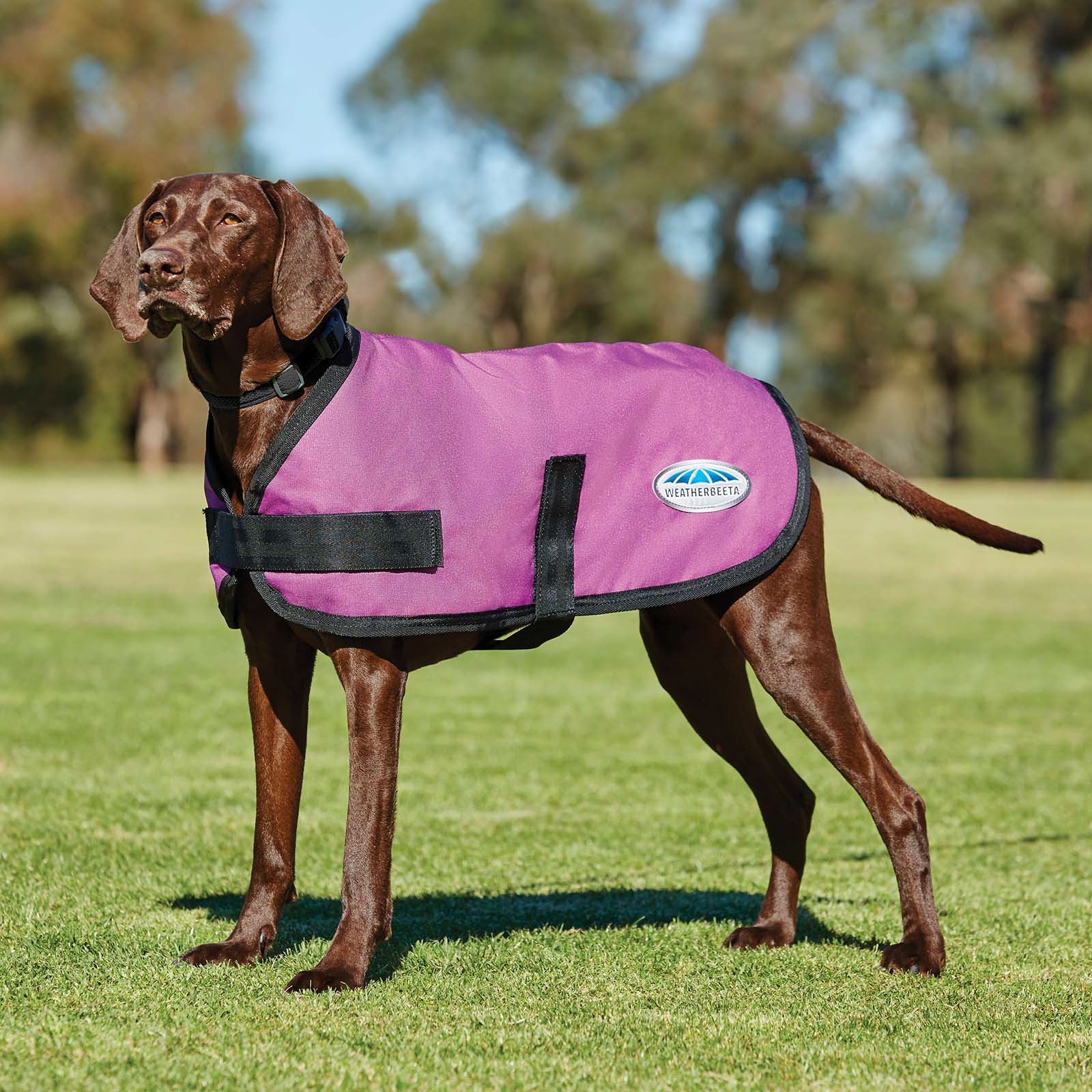 Weatherbeeta Comfitec Classic Hundemantel (45-80cm) Hund