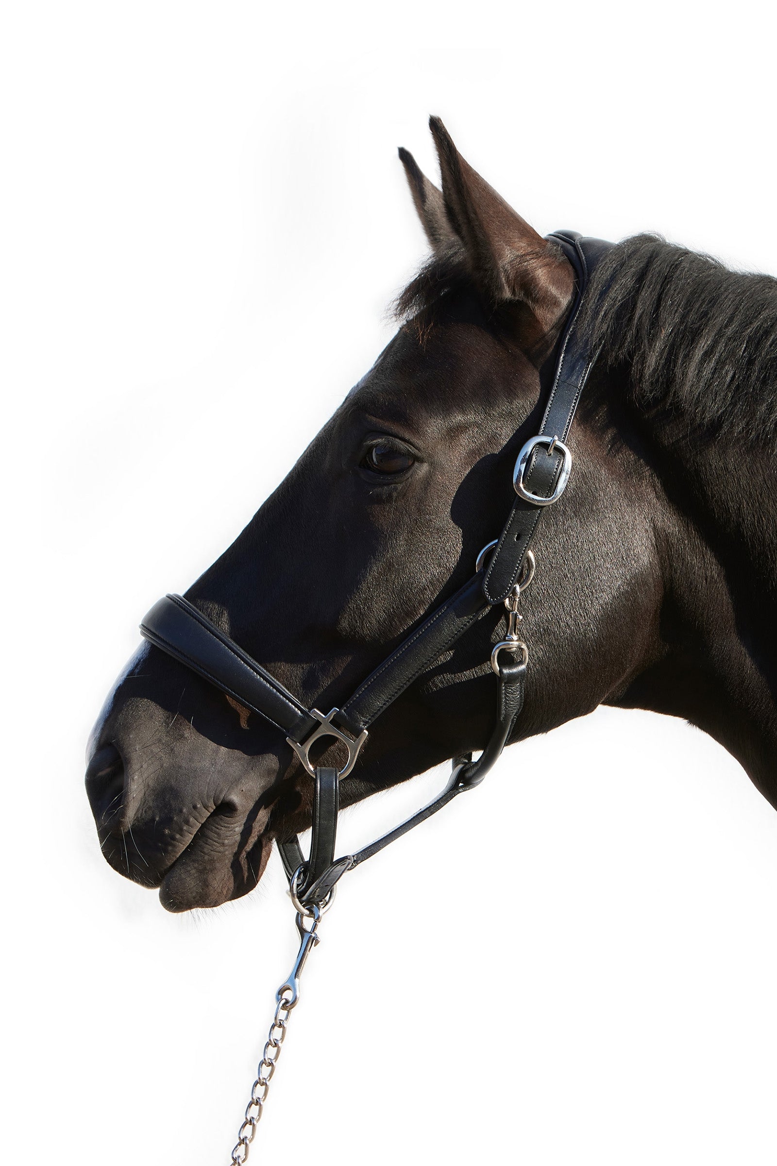 Kieffer Ultrasoft® Deluxe Leder-Stallhalfter Halfter & Stricke