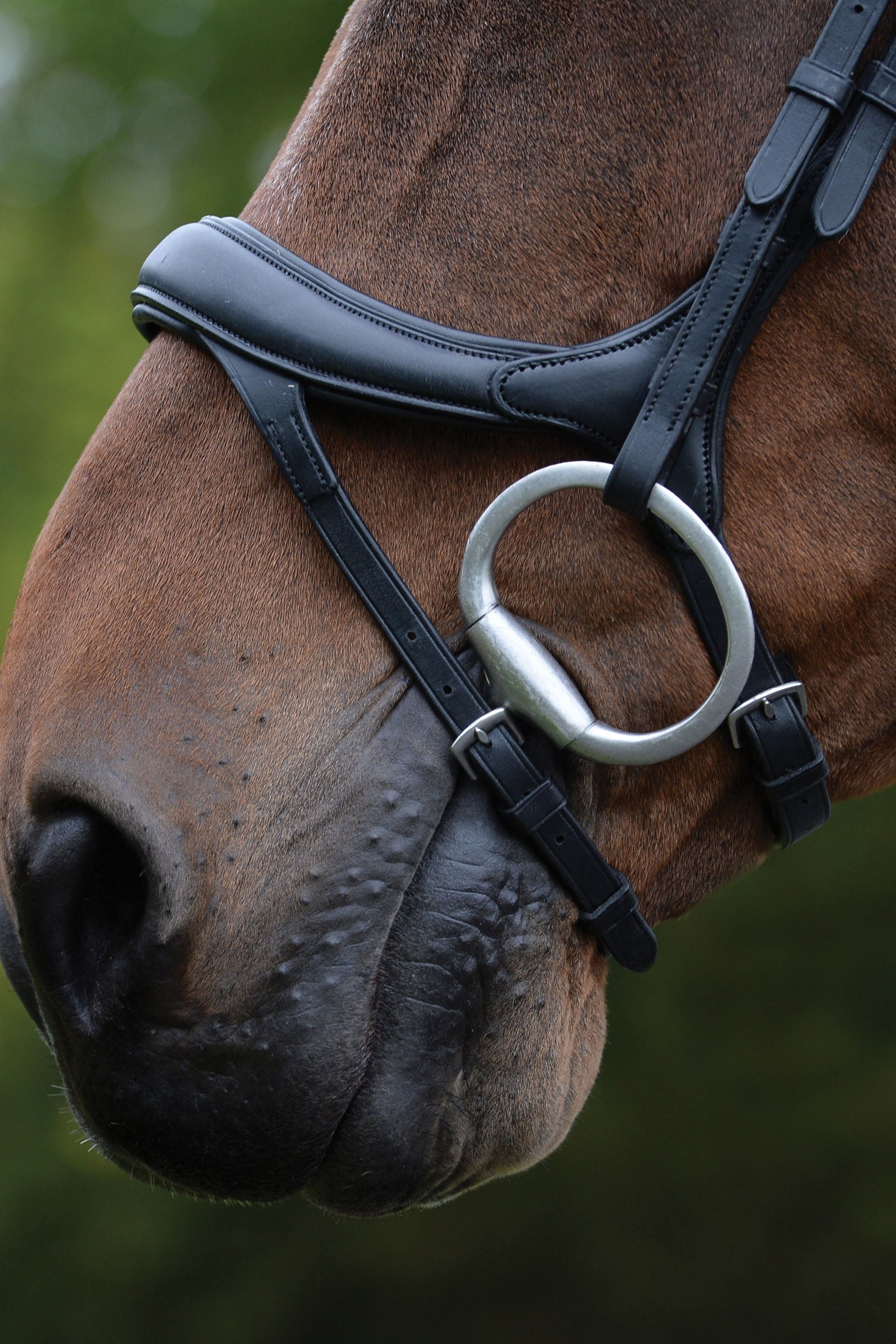 Collegiate Comfitec Vogue Anatomical Bridle Bridles & Reins