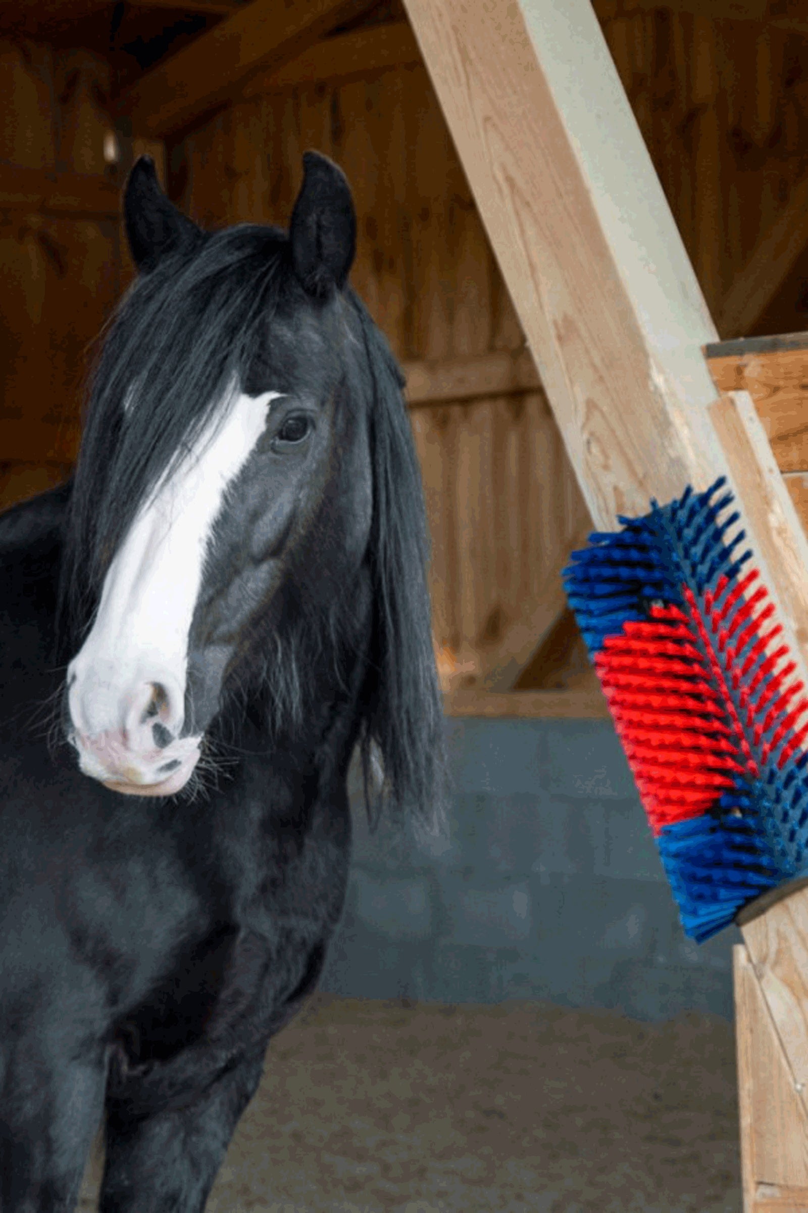 Kerbl XL Scratch Brush, Round Stable Equipment