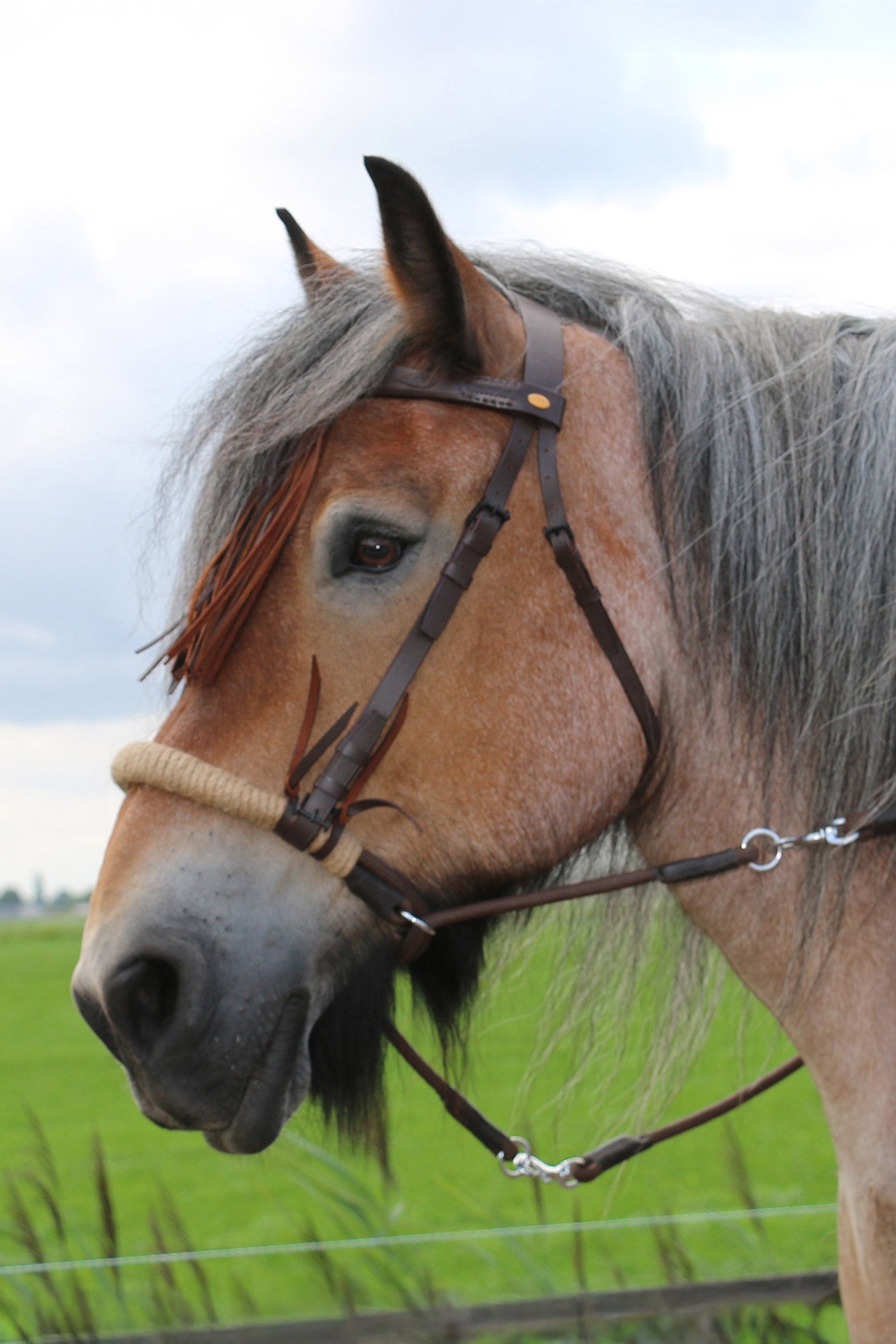 F.R.A. Freedom Riding Articles Tinver Bitless Bridle With Reins (System 4), Shire Bridles & Reins