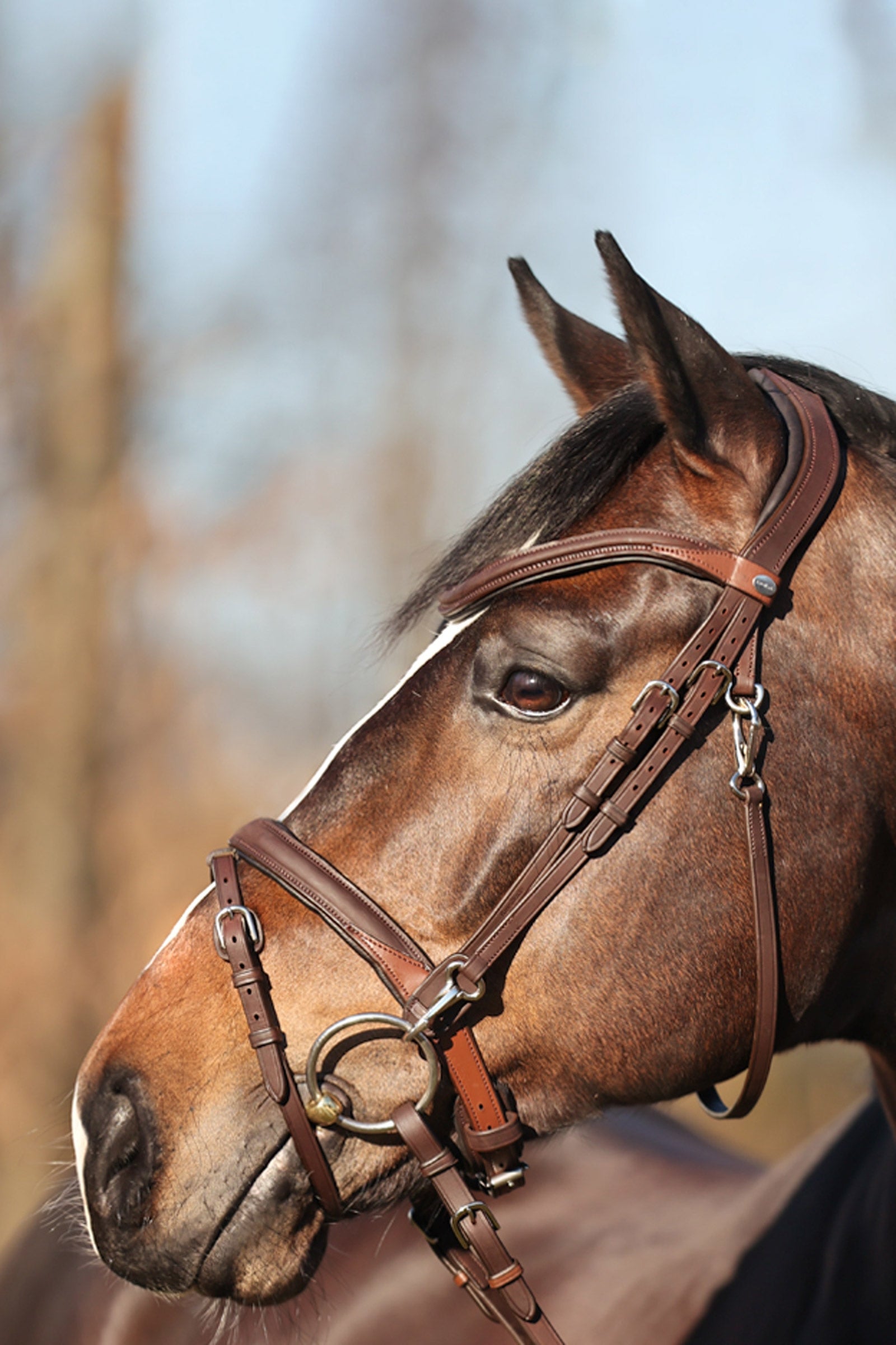 Kavalkade EveryDay Bridle Bridles & Reins