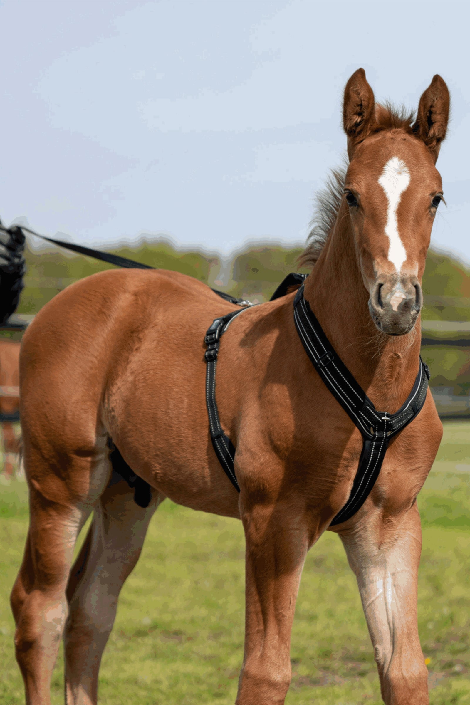 Sprenger Foal Harness Halters & Leads