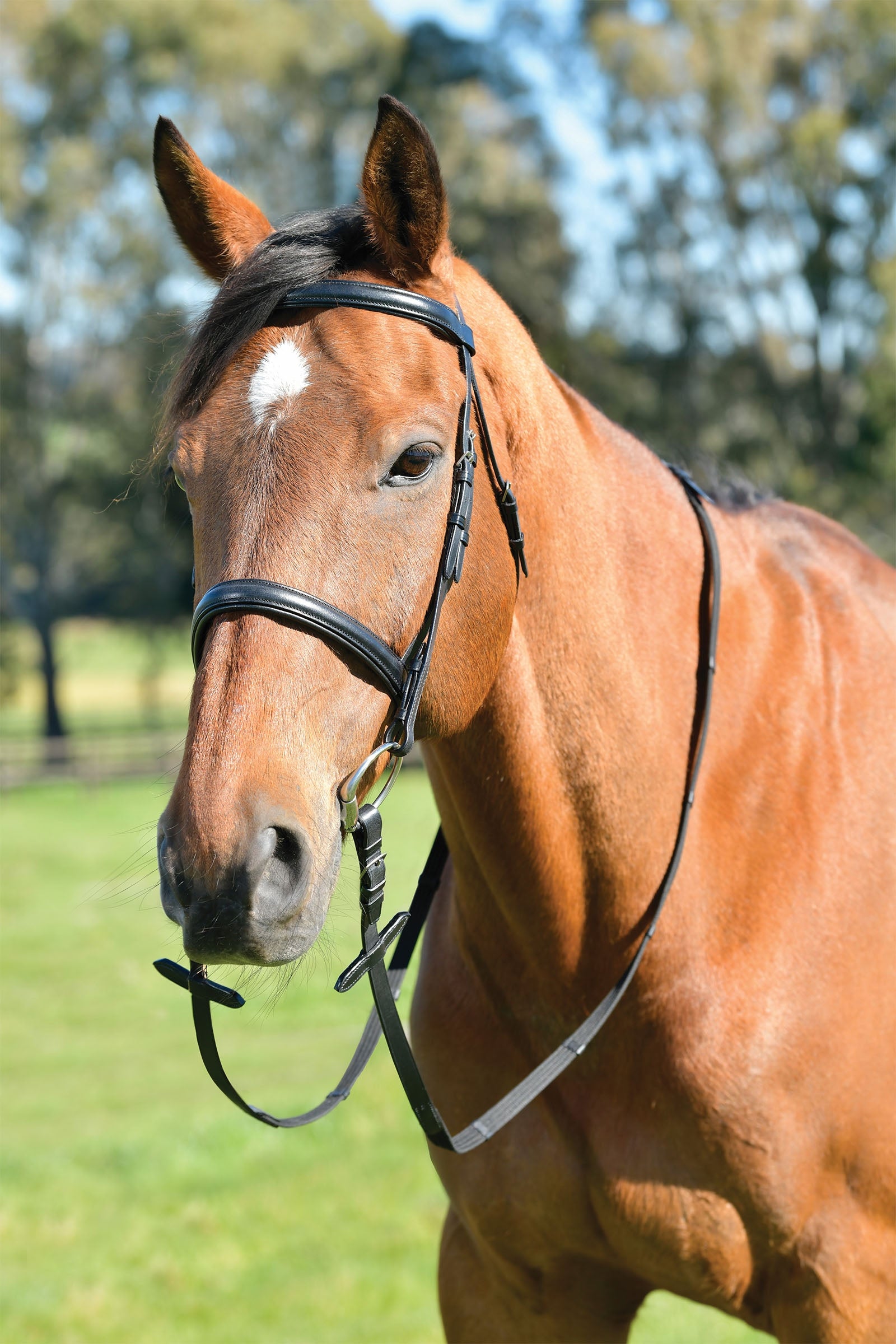 Kincade Classic schlichte Trense mit englischem Reithalfter und Zügeln Longieren & Bodenarbeit