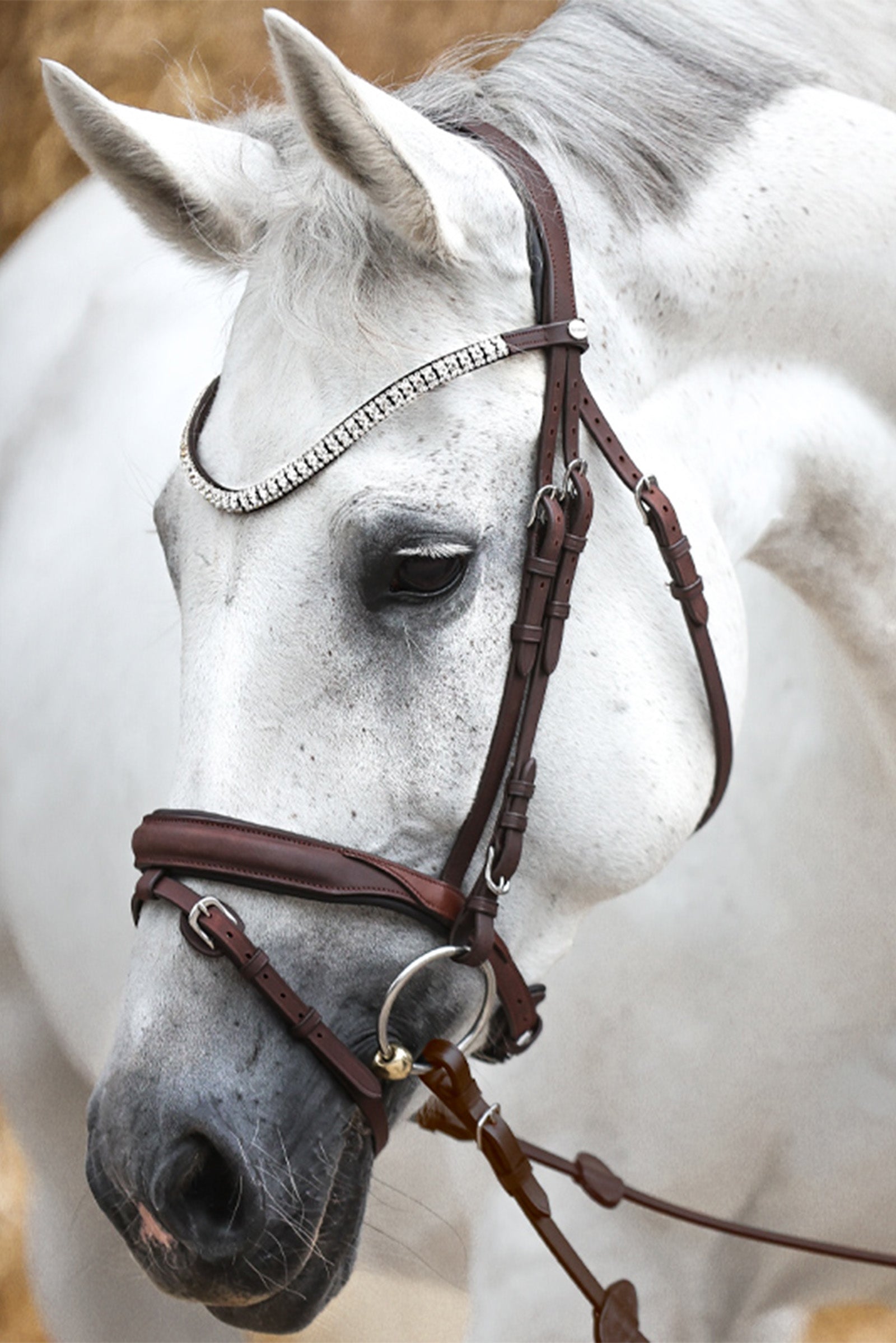 Kavalkade Everness Bridle Bridles & Reins