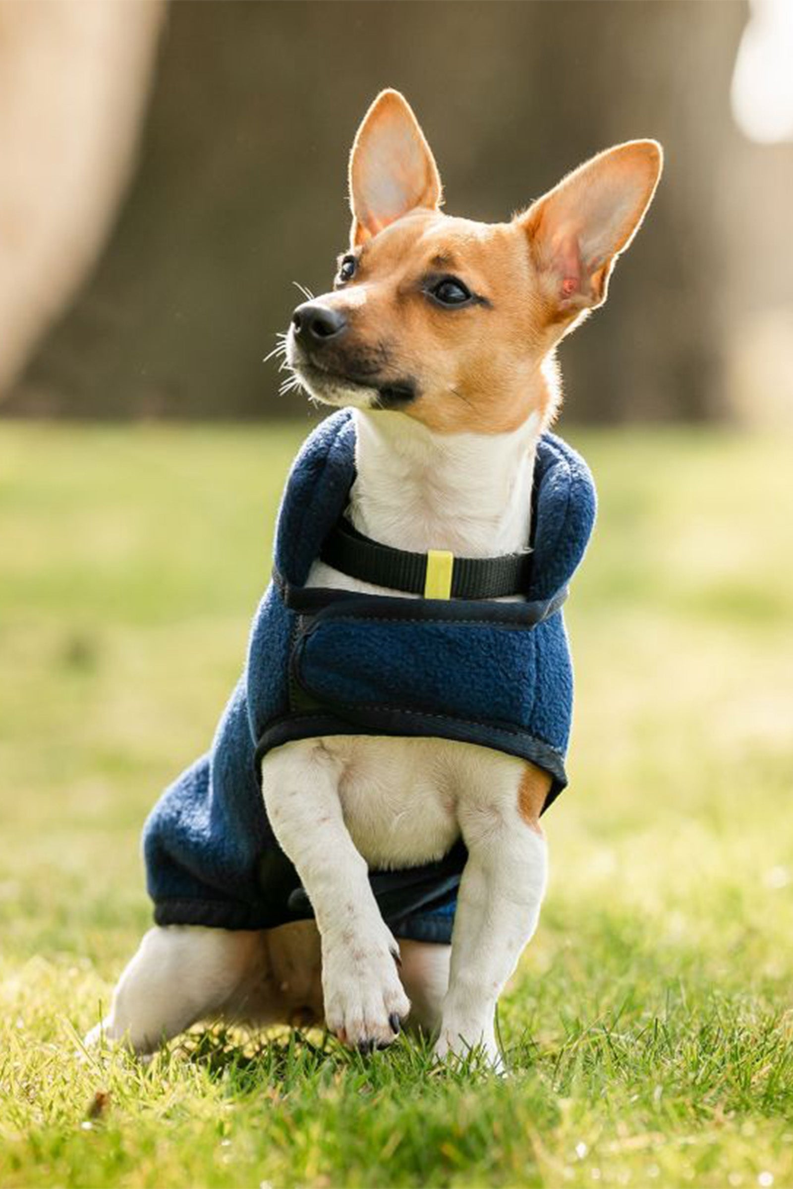 Horseware Signature Hundefleecedecke Hund