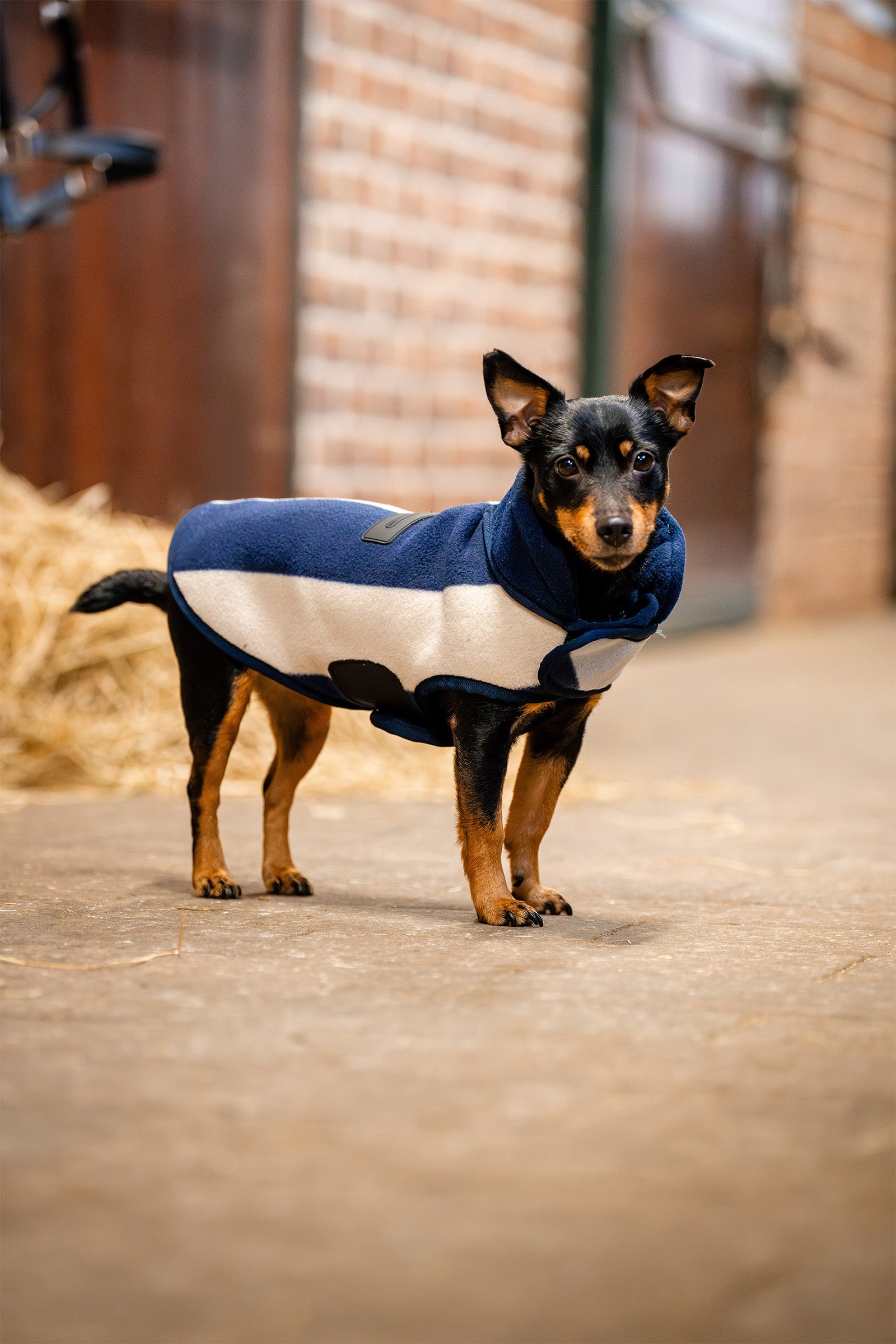 Horseware Signature Dog Fleece Dog Accesories