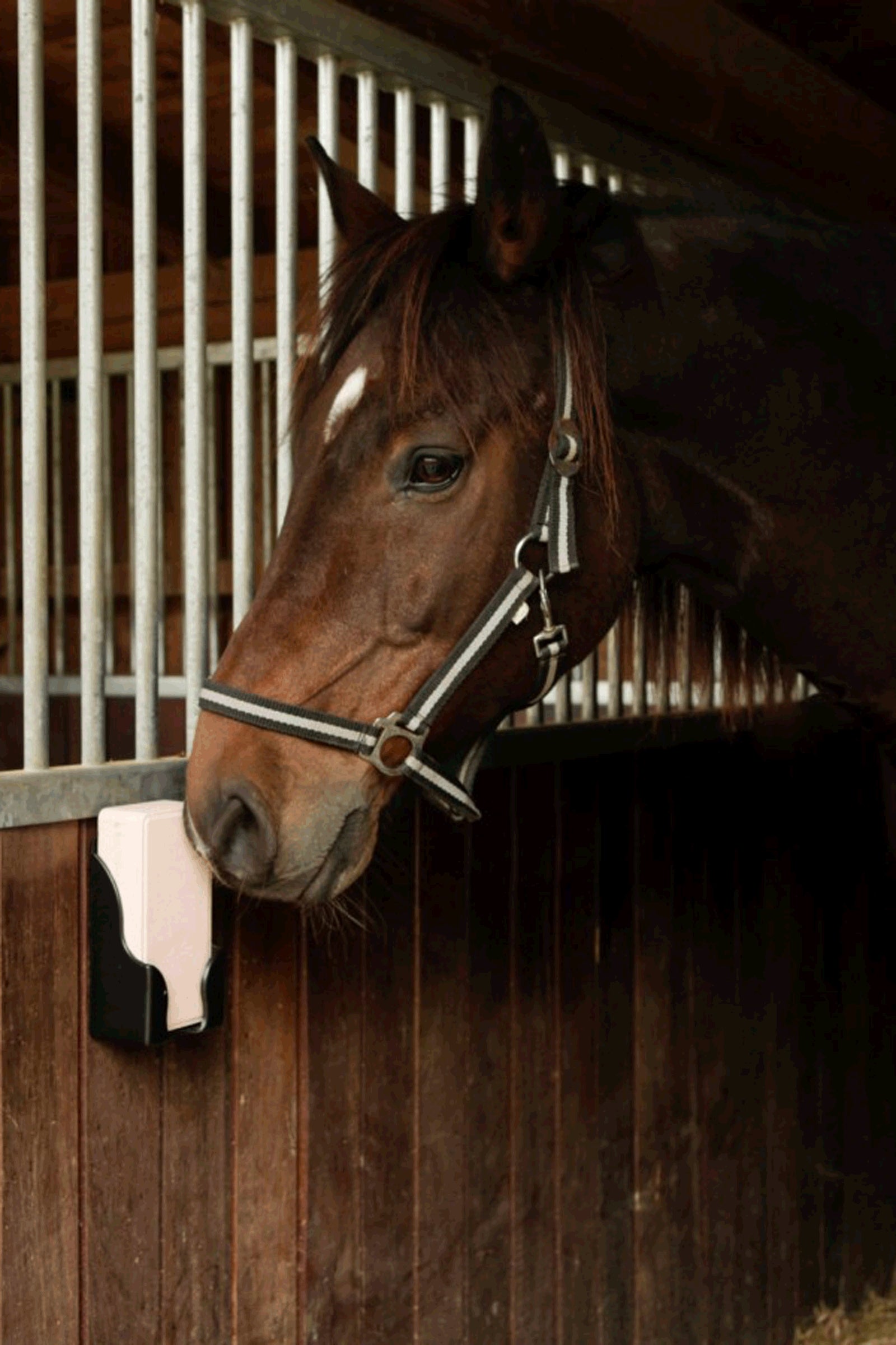 Kerbl Lick Holder For Rectangular Licks Stable Equipment