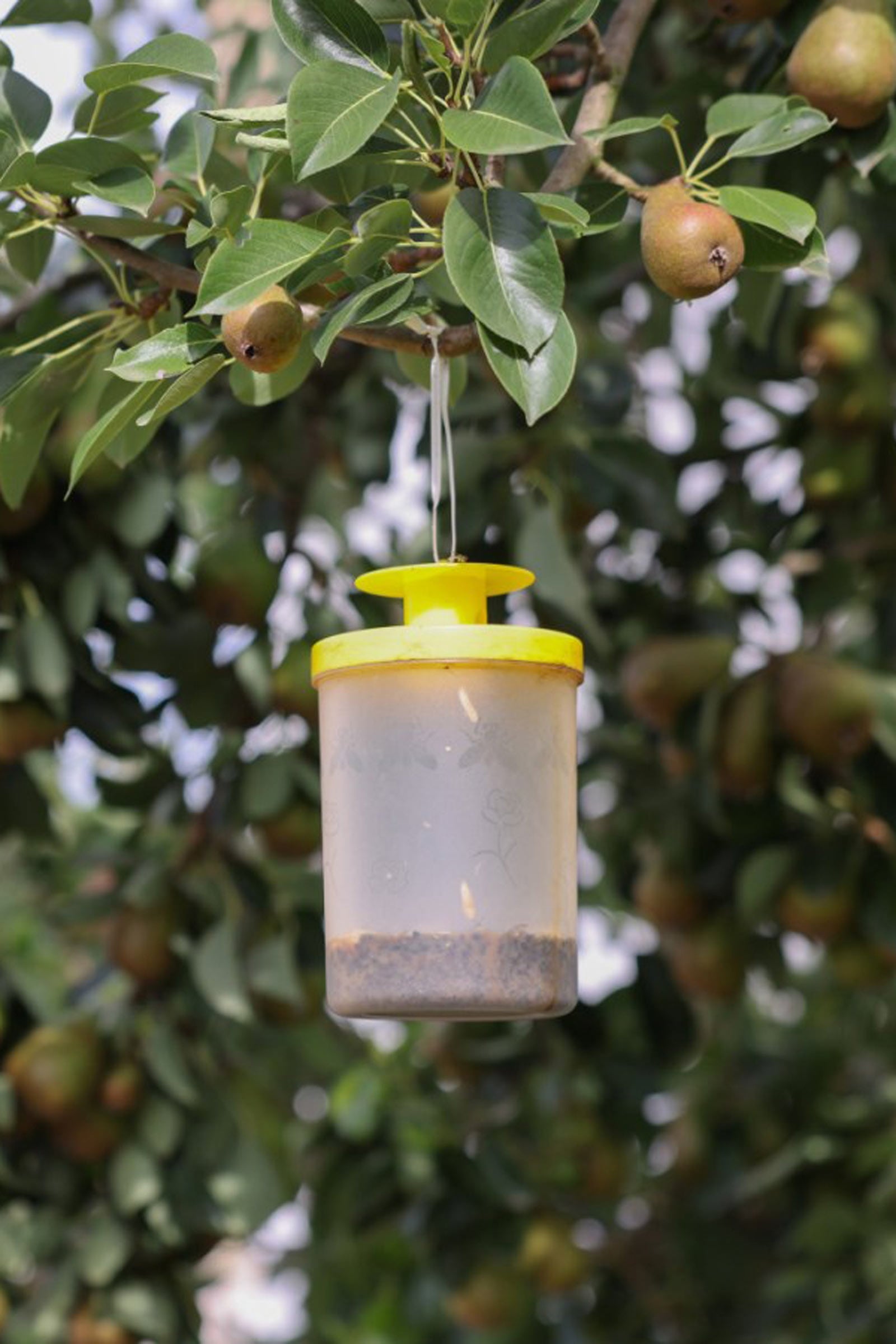 Kerbl cit FlyCage3 Fly Trap incl. 25 g Attractant Antifly Protection for Horses