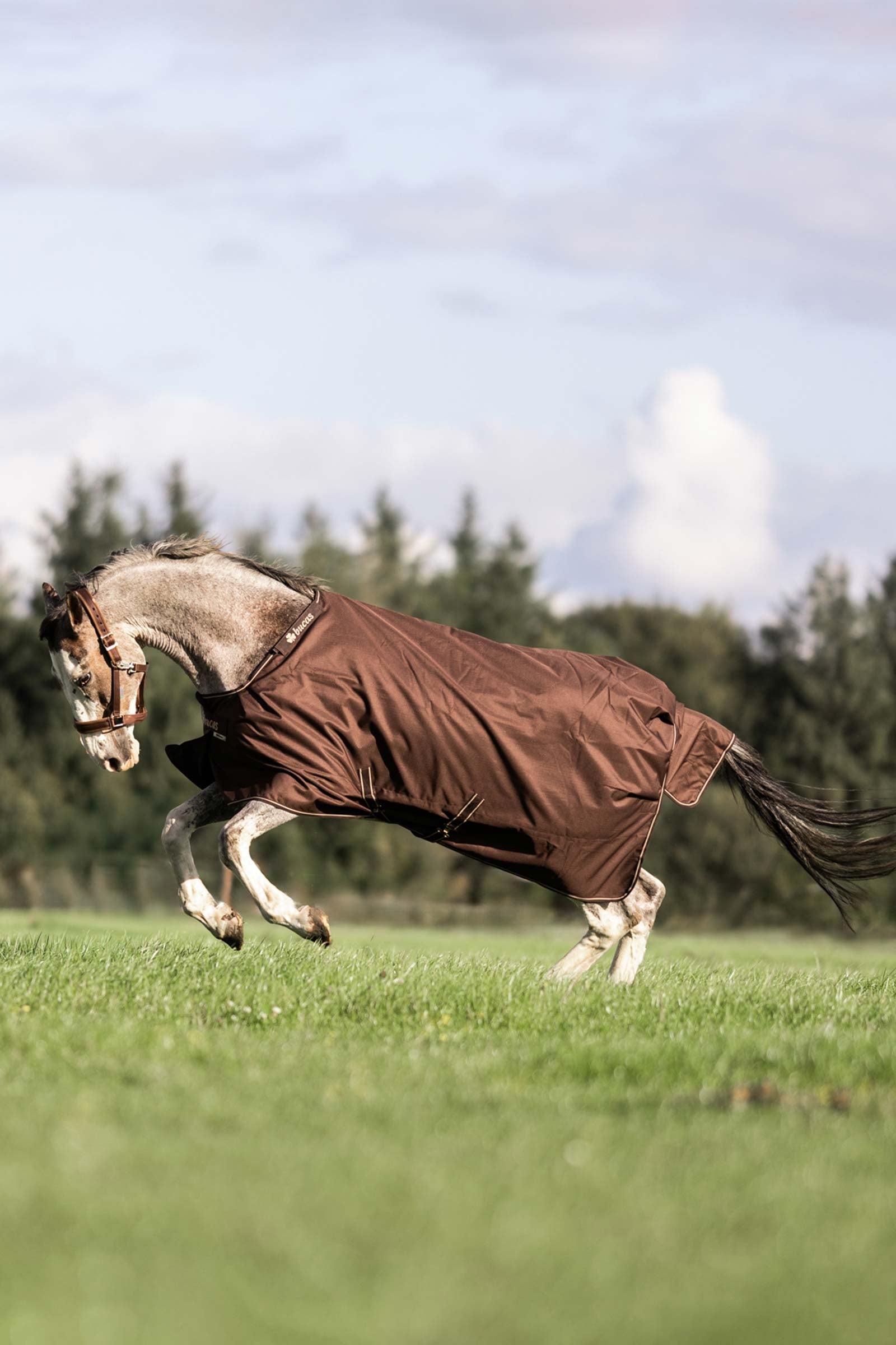 Bucas Irish Turnout 50 g Rug & Neck Horse Rugs