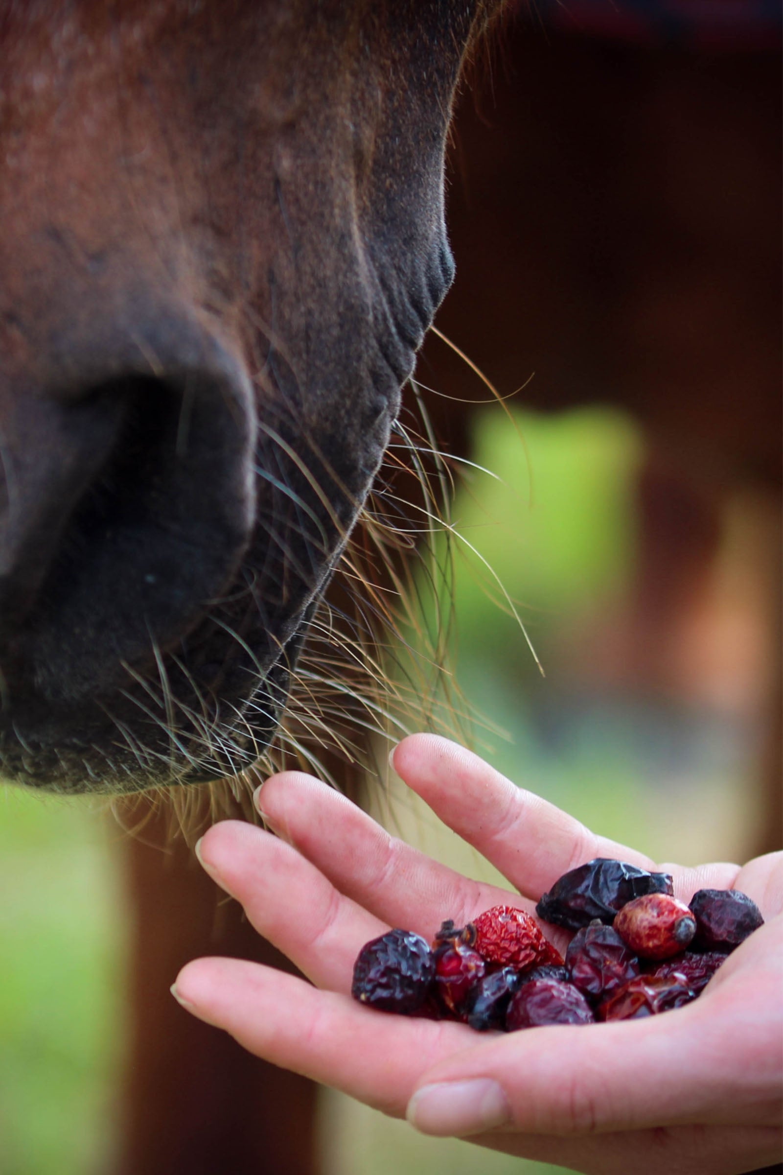 Stiefel Rosehip Whole Fruit, 2500g Horse Feed & Nutrition