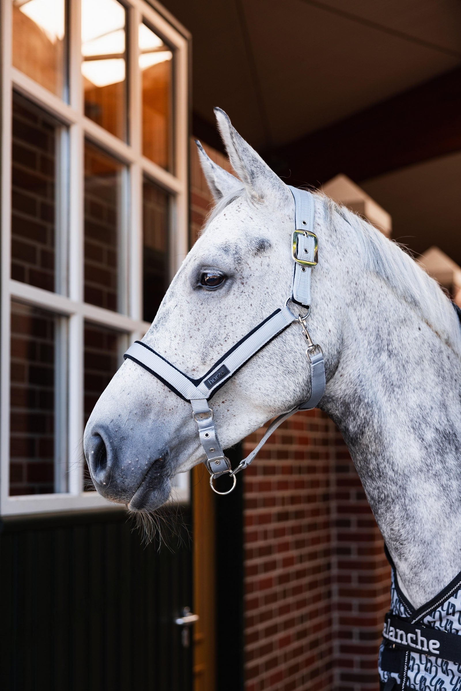 Horze Delémont Shaped Halter Halters & Leads