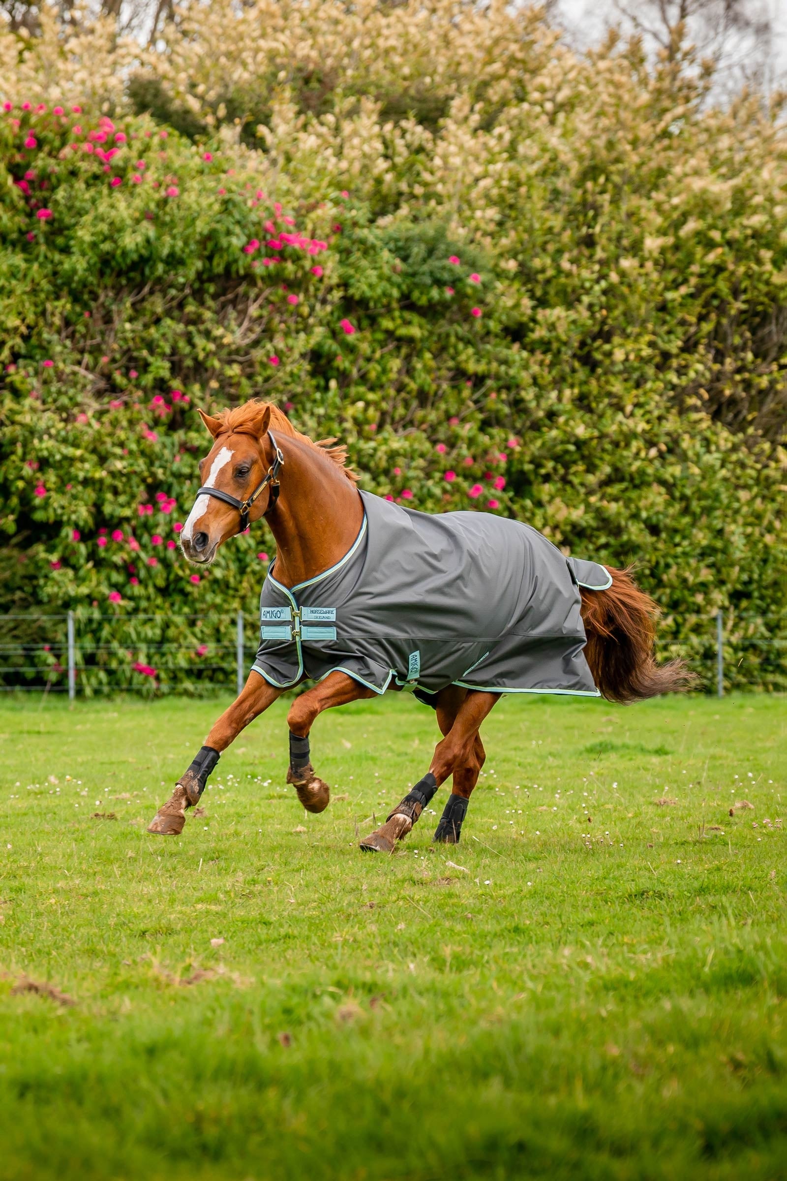 Horseware Amigo Hero Ripstop Plus Turnout Rug With Detachable Neck, 200g Horse Rugs