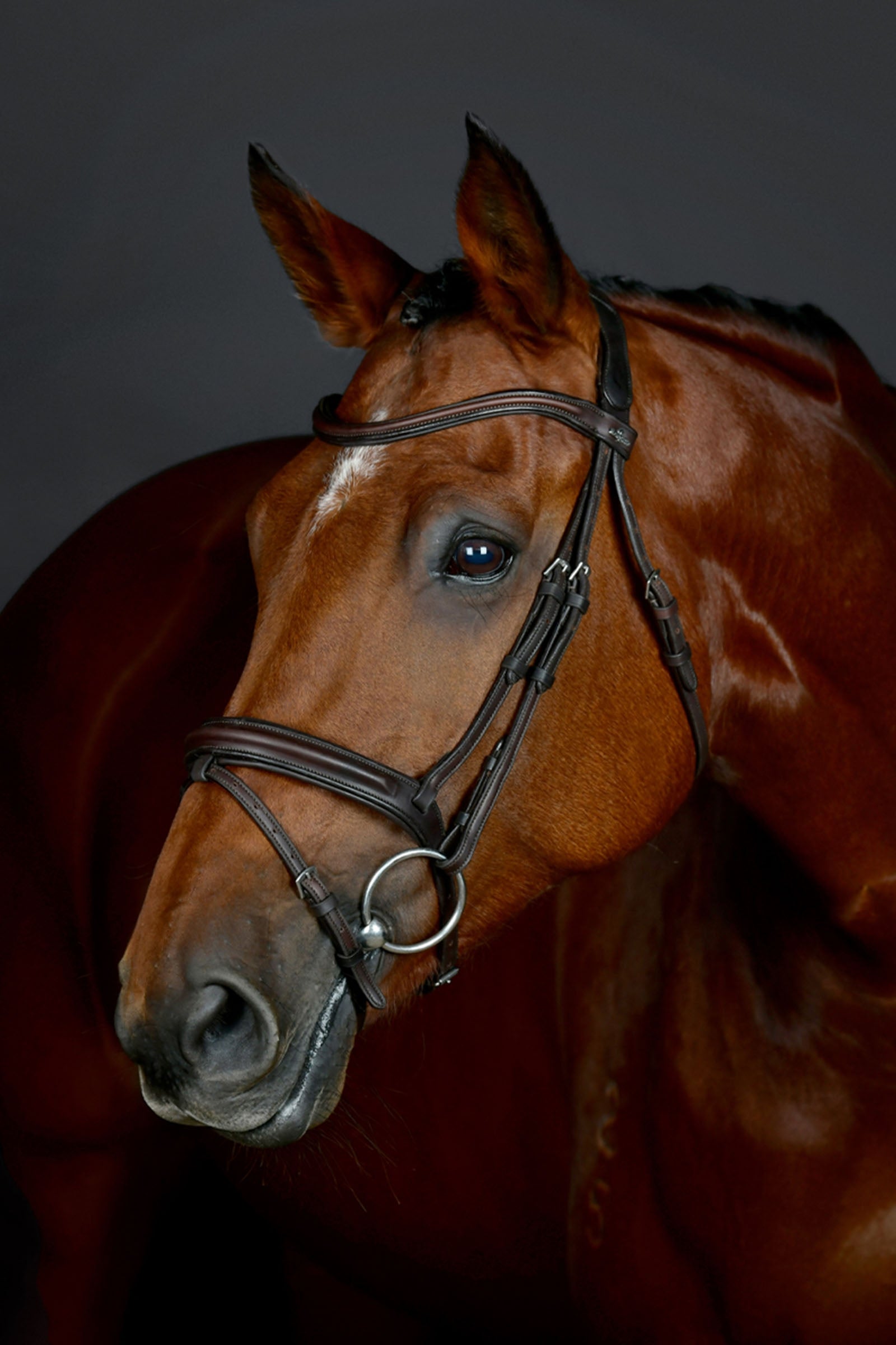 Collegiate Comfitec Opulux schlichte, gepolsterte Trense mit kombiniertem hannoverschem Reithalfter Trensenzäume & Zügel