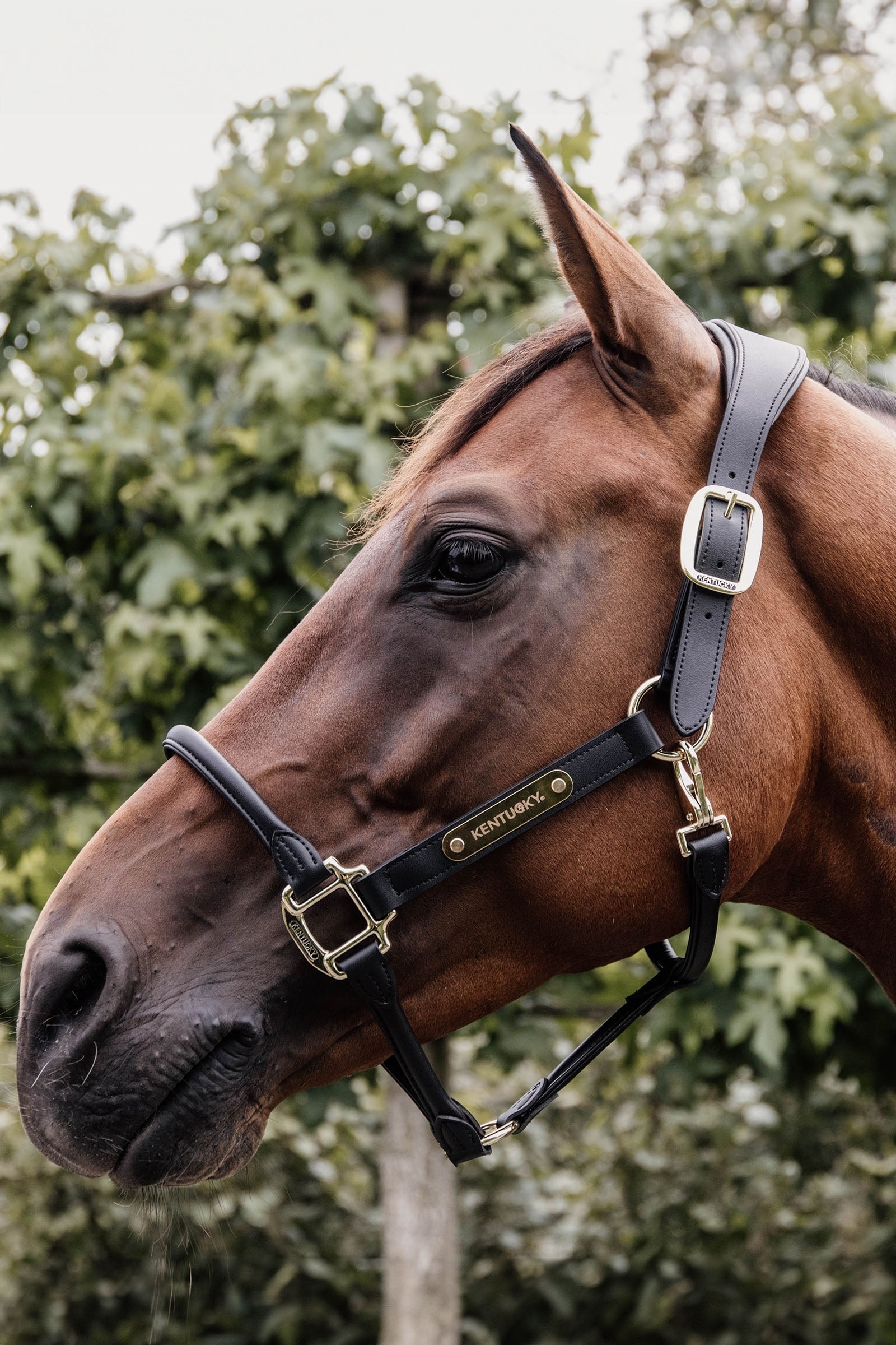 Kentucky Horsewear Anatomic Leather Halter Halters & Leads
