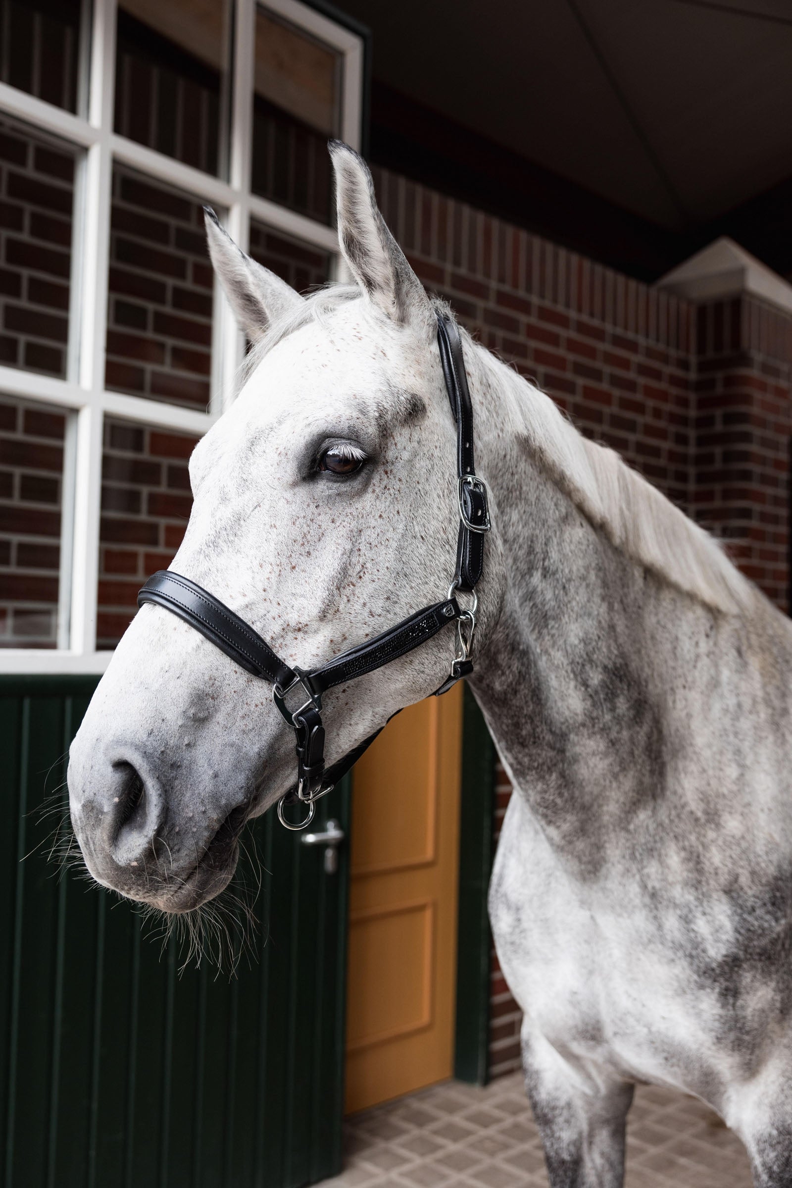 Horze Delémont Leather halter Halters & Leads