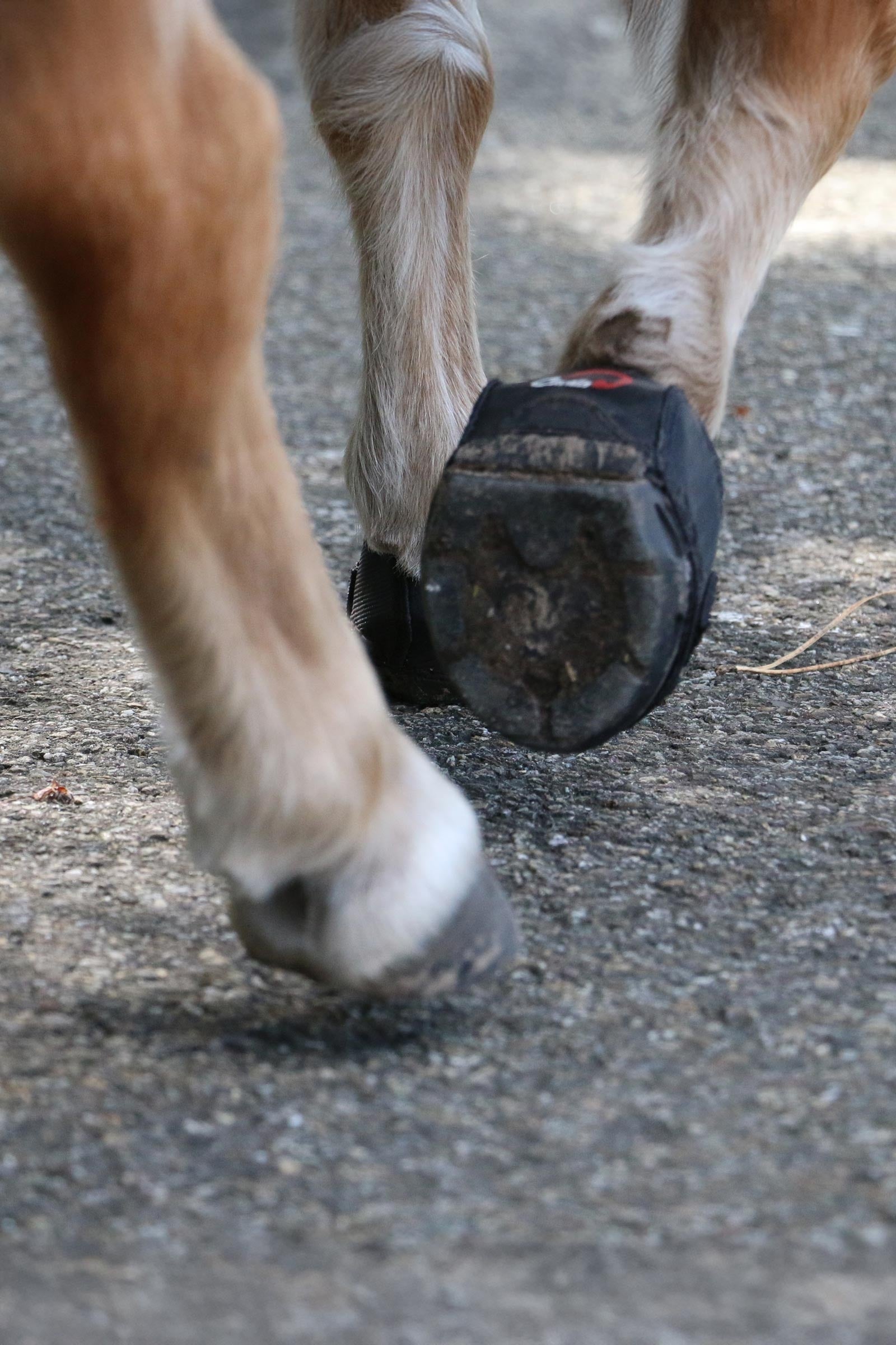 Cavallo Hoof Boots F.R.A. CLB Hoof Boots (regular/pair) Leg & Hoof Protection