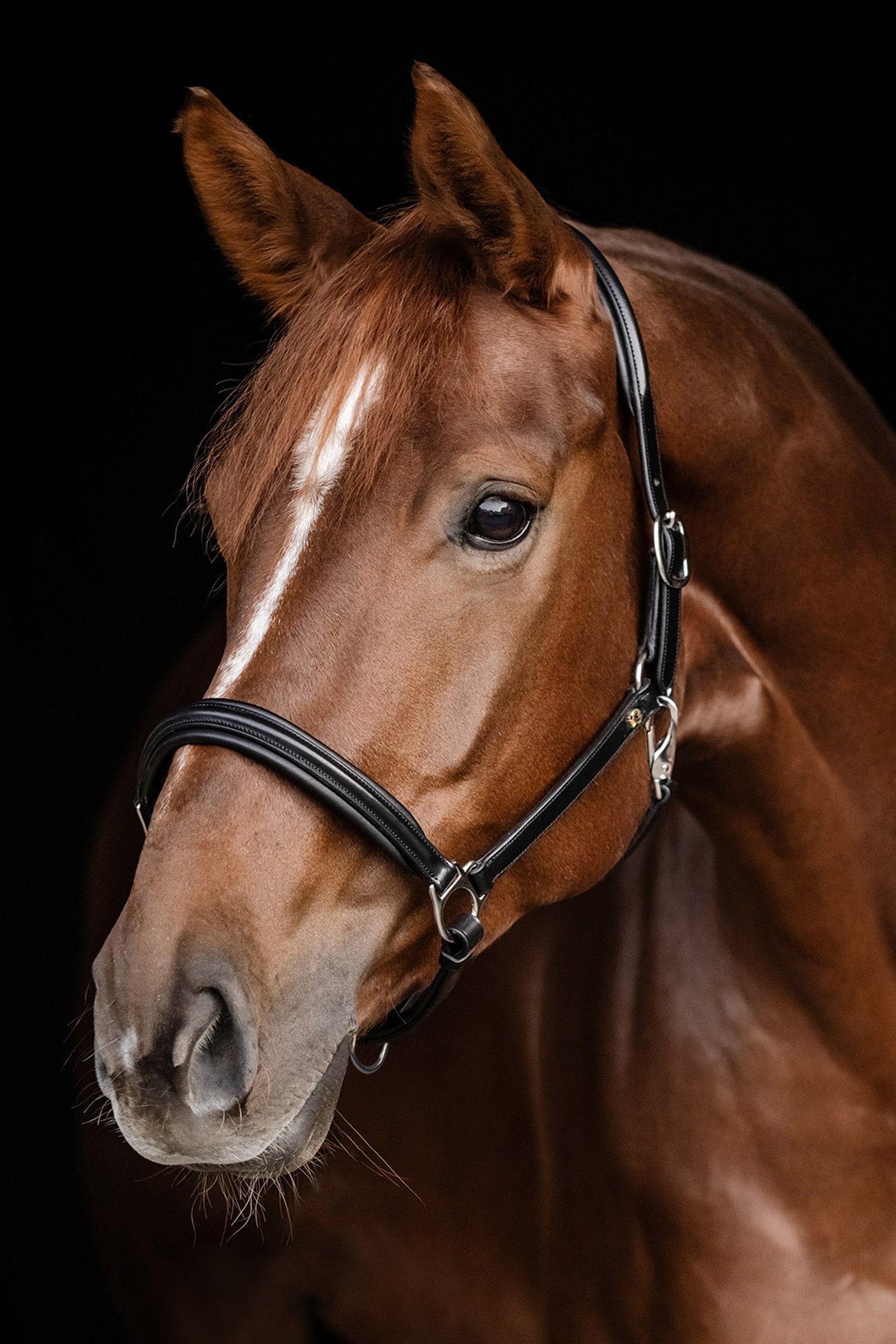 Waldhausen Classy S-Line Halter Halters & Leads