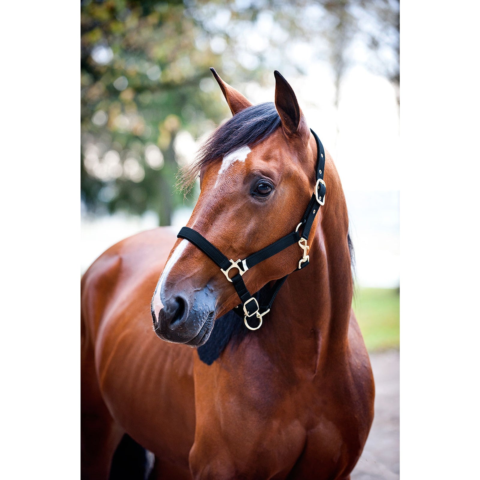 Finntack Nylon-Halfter, gepolstert Halfter & Stricke