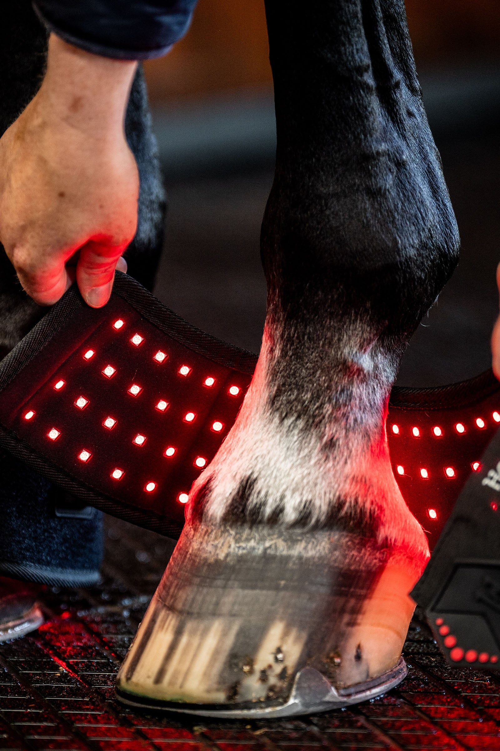 Horseware LED Red Light Therapy Mini Leg Wrap (1 pc.) Leg & Hoof Protection