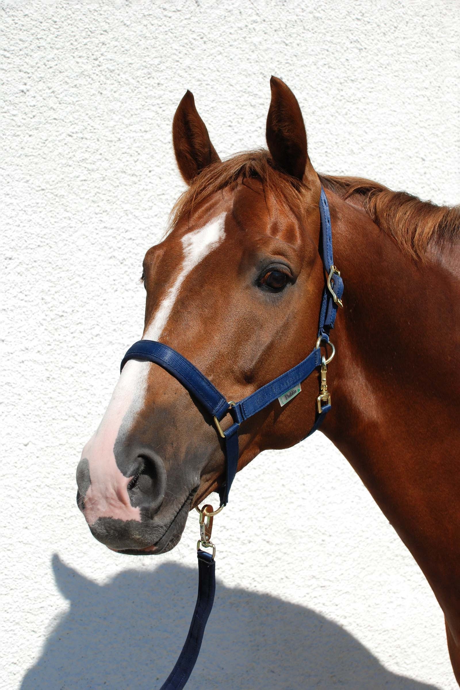 Bucas Dublin Padded Luxury Halter Halters & Leads