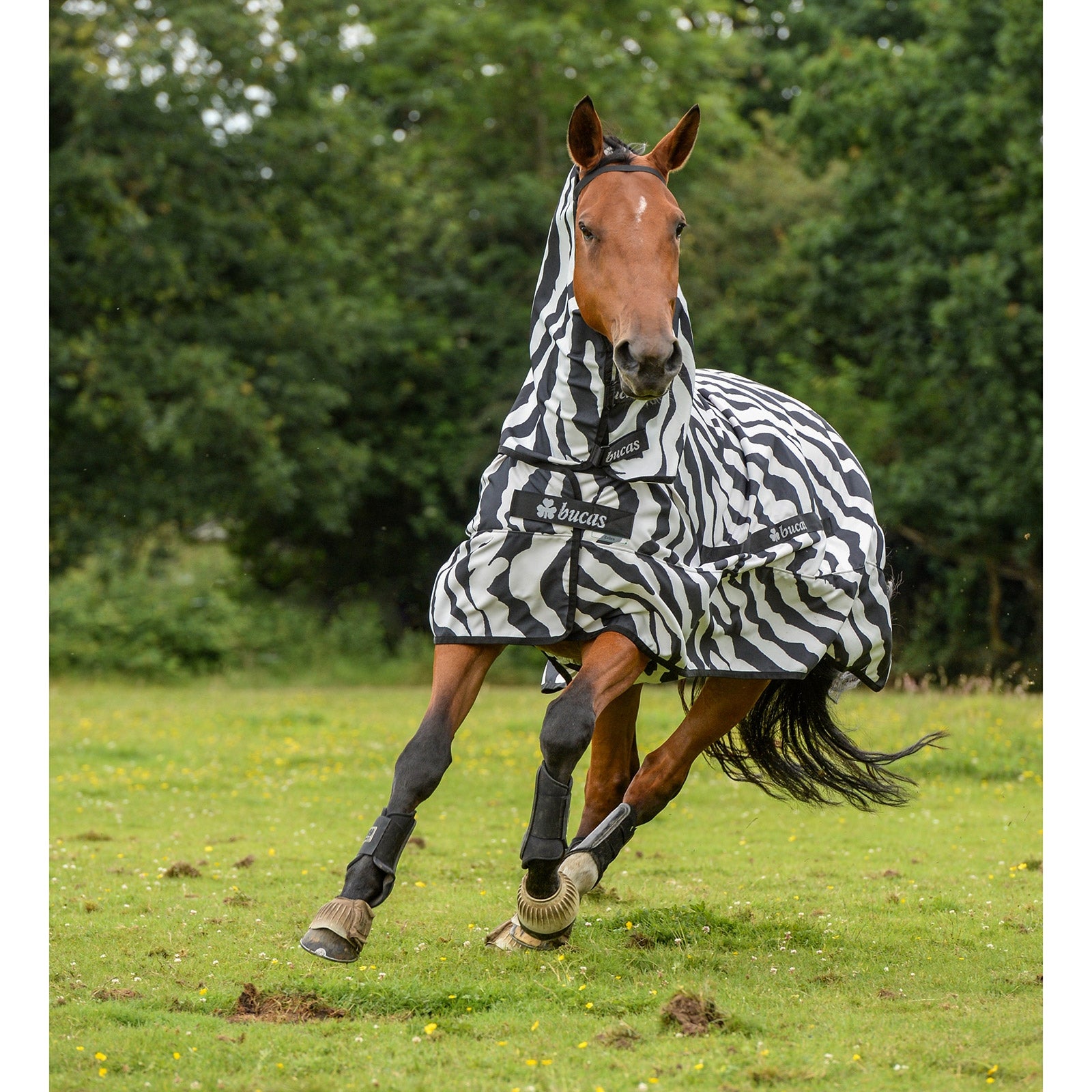 Bucas Sweet-itch Zebra Eczema Rug Pony with fixed Neck Horse Rugs
