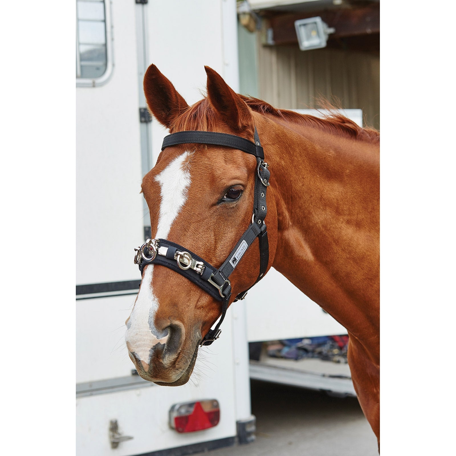 Kincade Coordinate Longier Kappzaum Longieren & Bodenarbeit