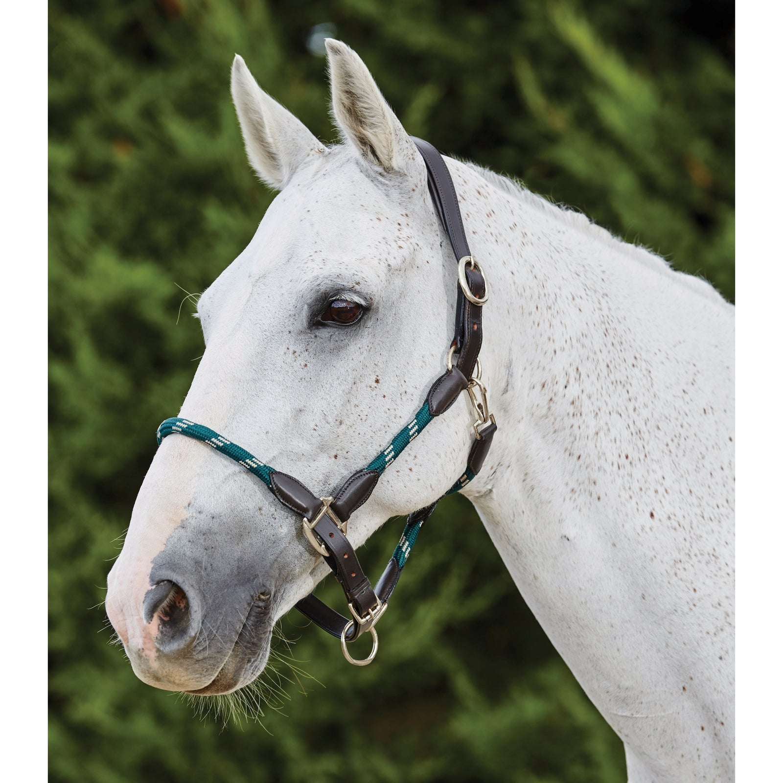 Kincade Leather Rope Headcollar Halters & Leads