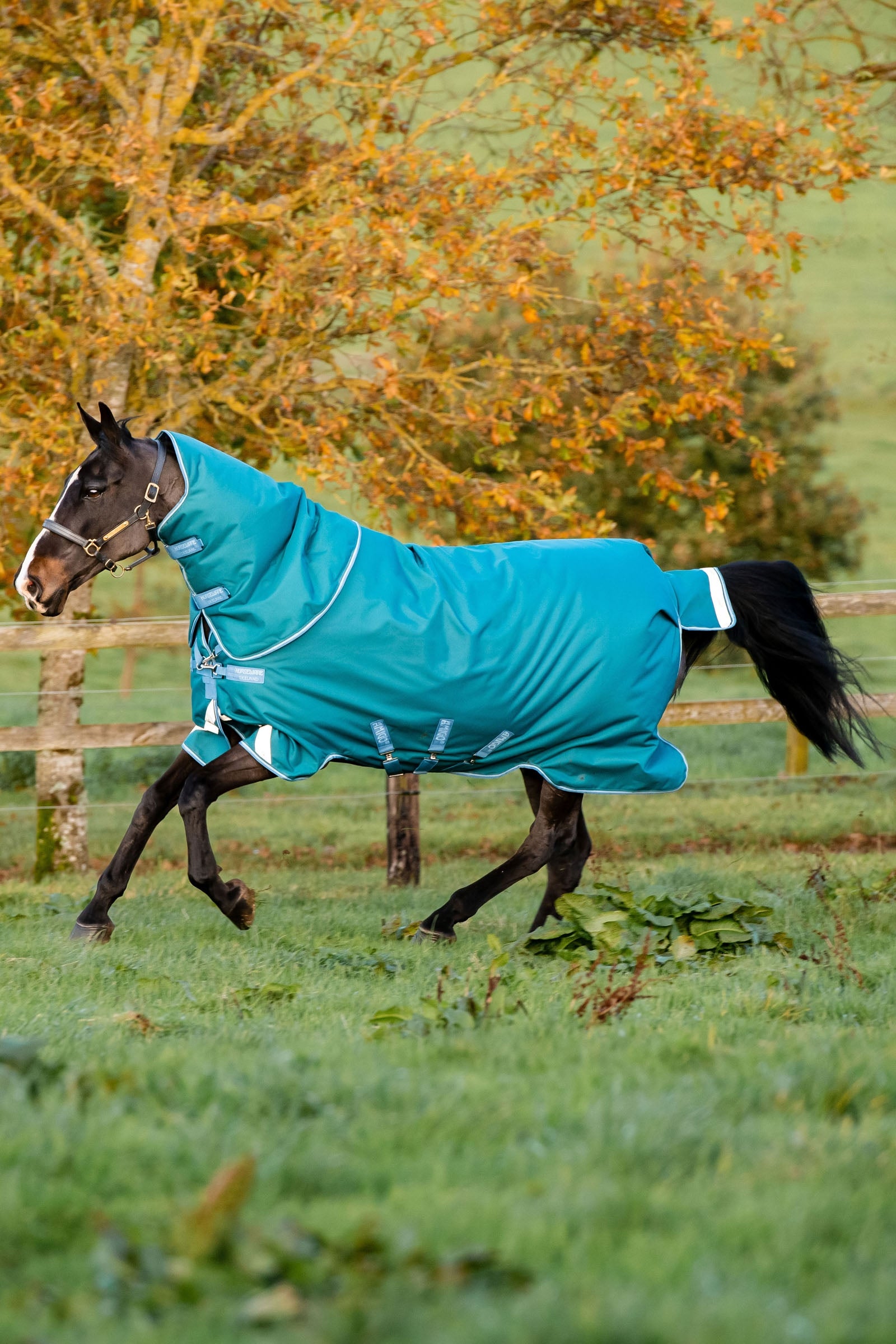 Horseware Amigo Bravo 12 Plus Weidedecke mit abnehmbarem Hals, 400g Pferdedecken