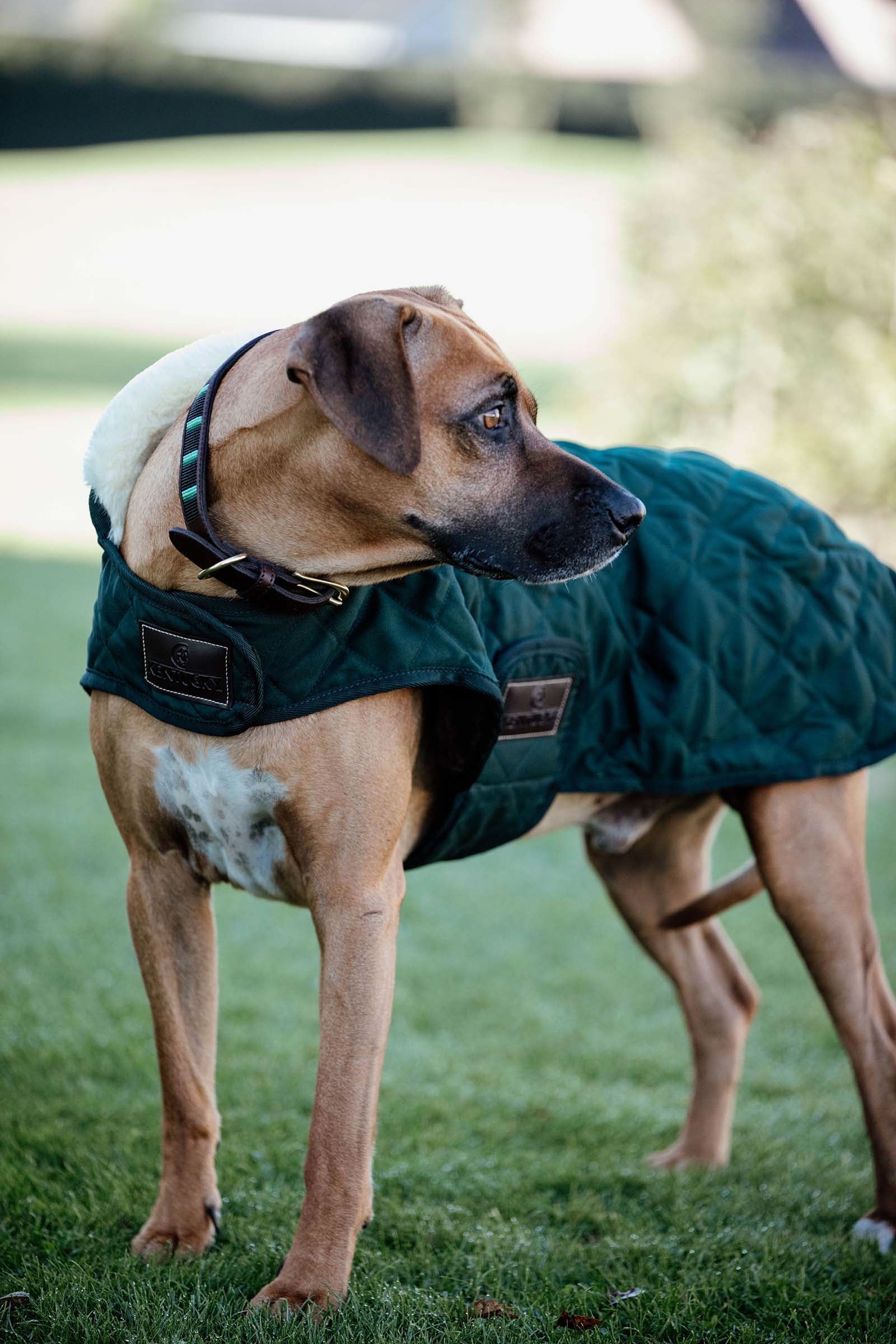 Kentucky Dogwear Hundemantel Hund