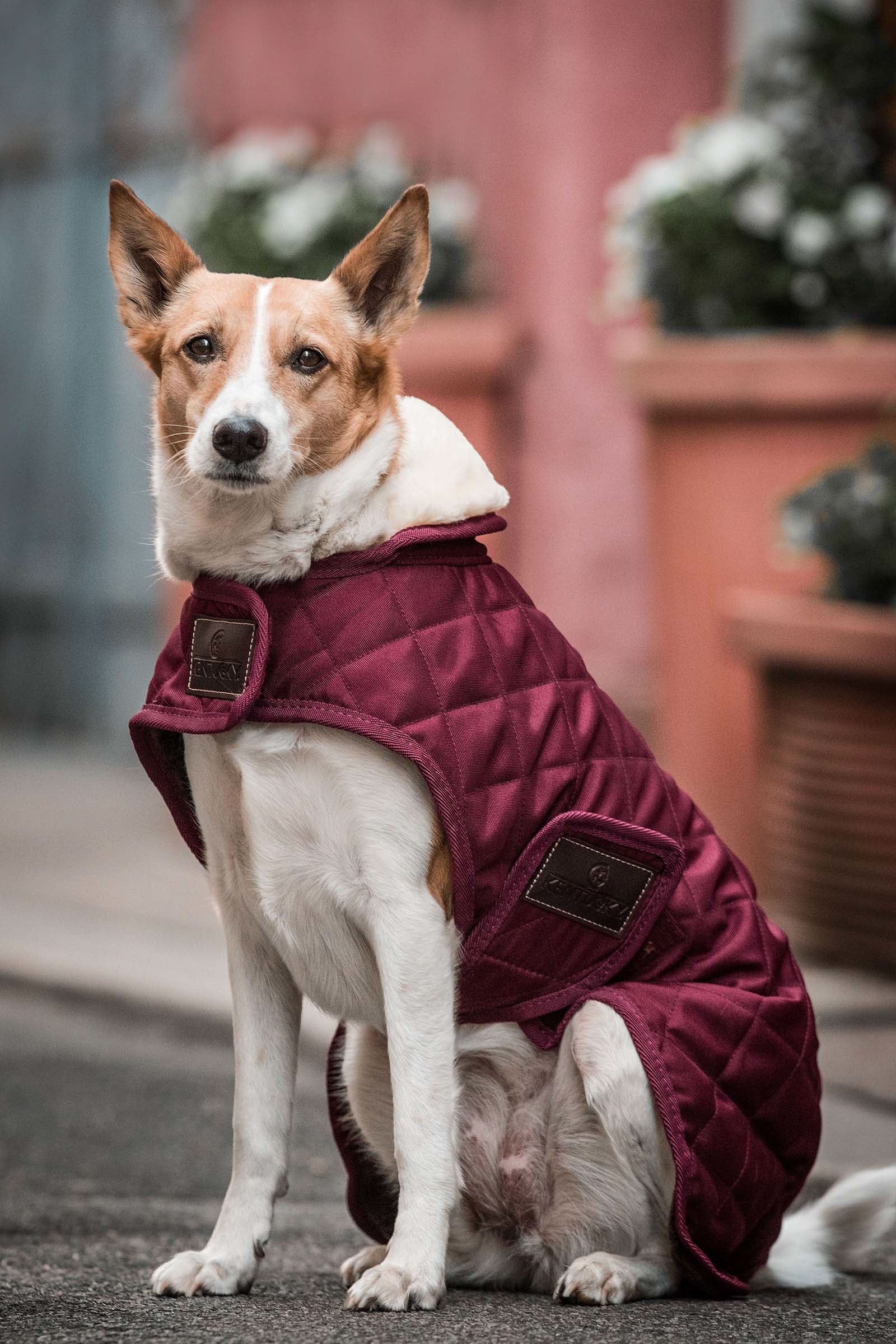 Kentucky Dogwear Hundemantel Hund