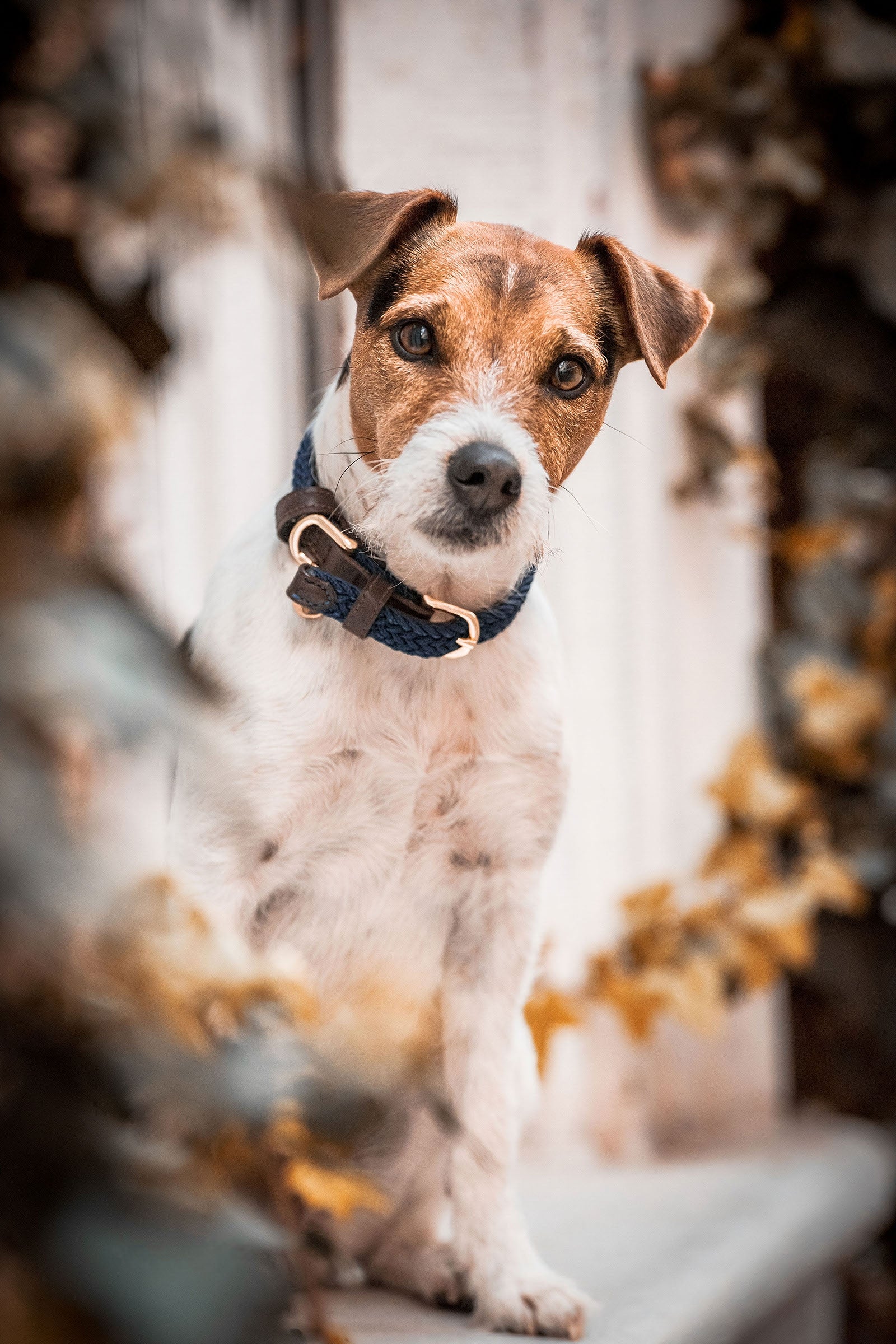 Kentucky Dogwear Geflochtenes Nylon Hundehalsband Hund