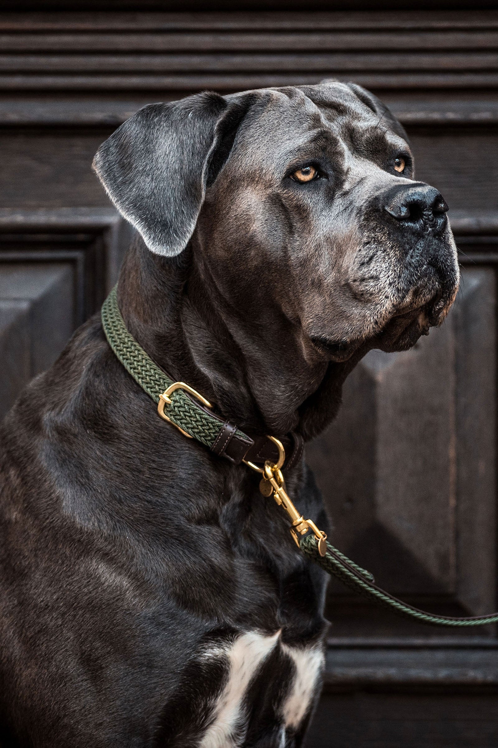 Kentucky Dogwear Geflochtenes Nylon Hundehalsband Hund