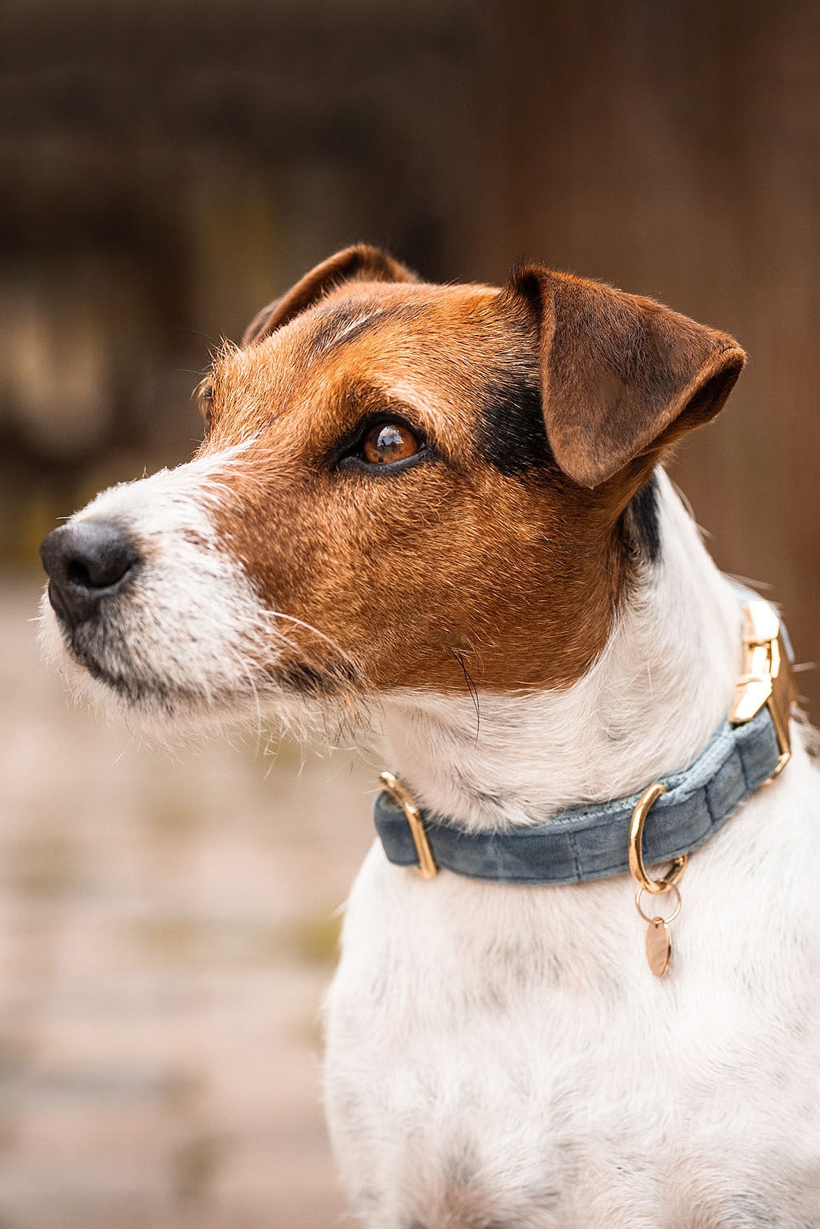 Kentucky Dogwear Dog Collar Velvet Dog Accesories