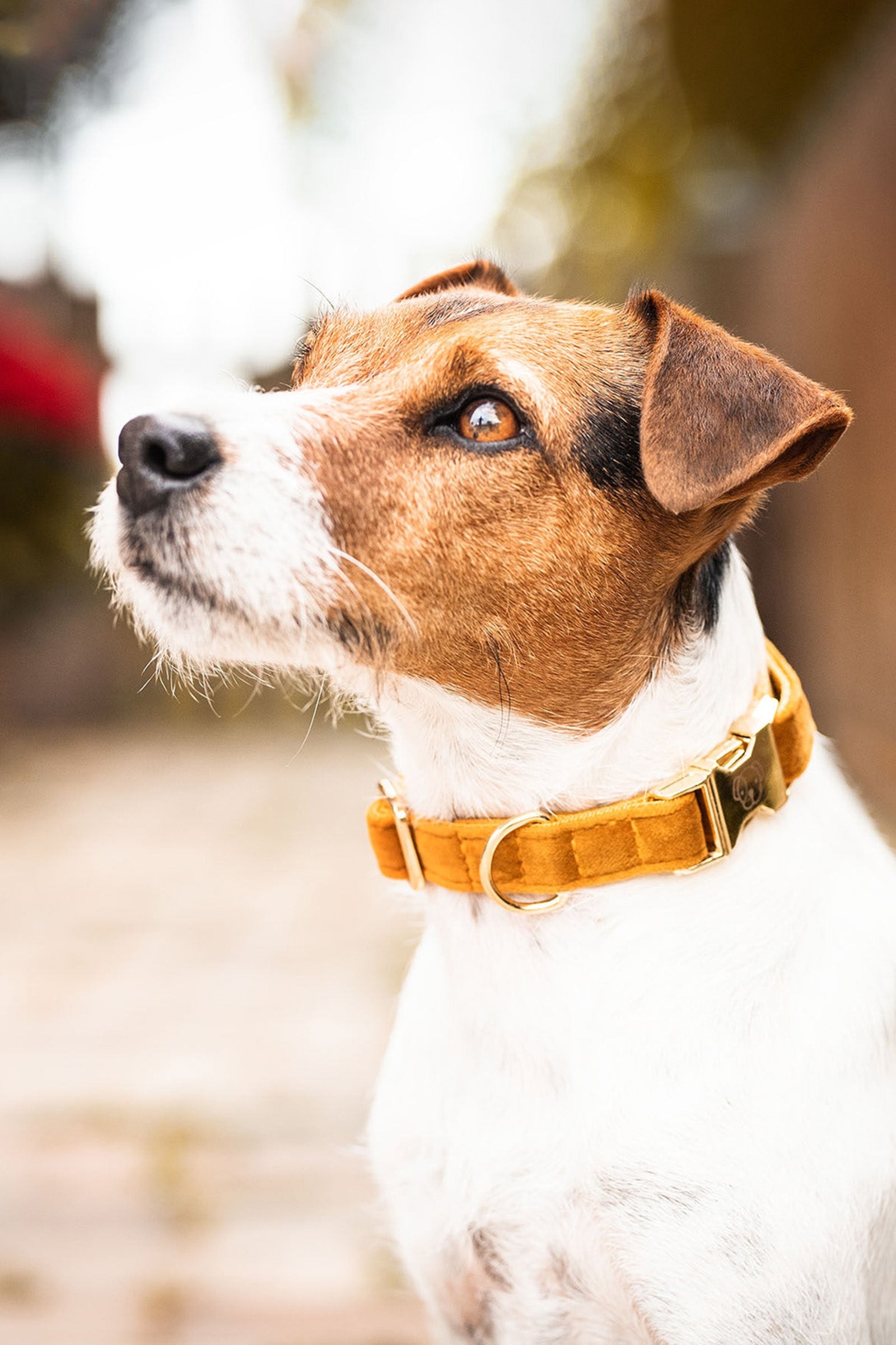 Kentucky Dogwear Hundehalsband Velvet Hund