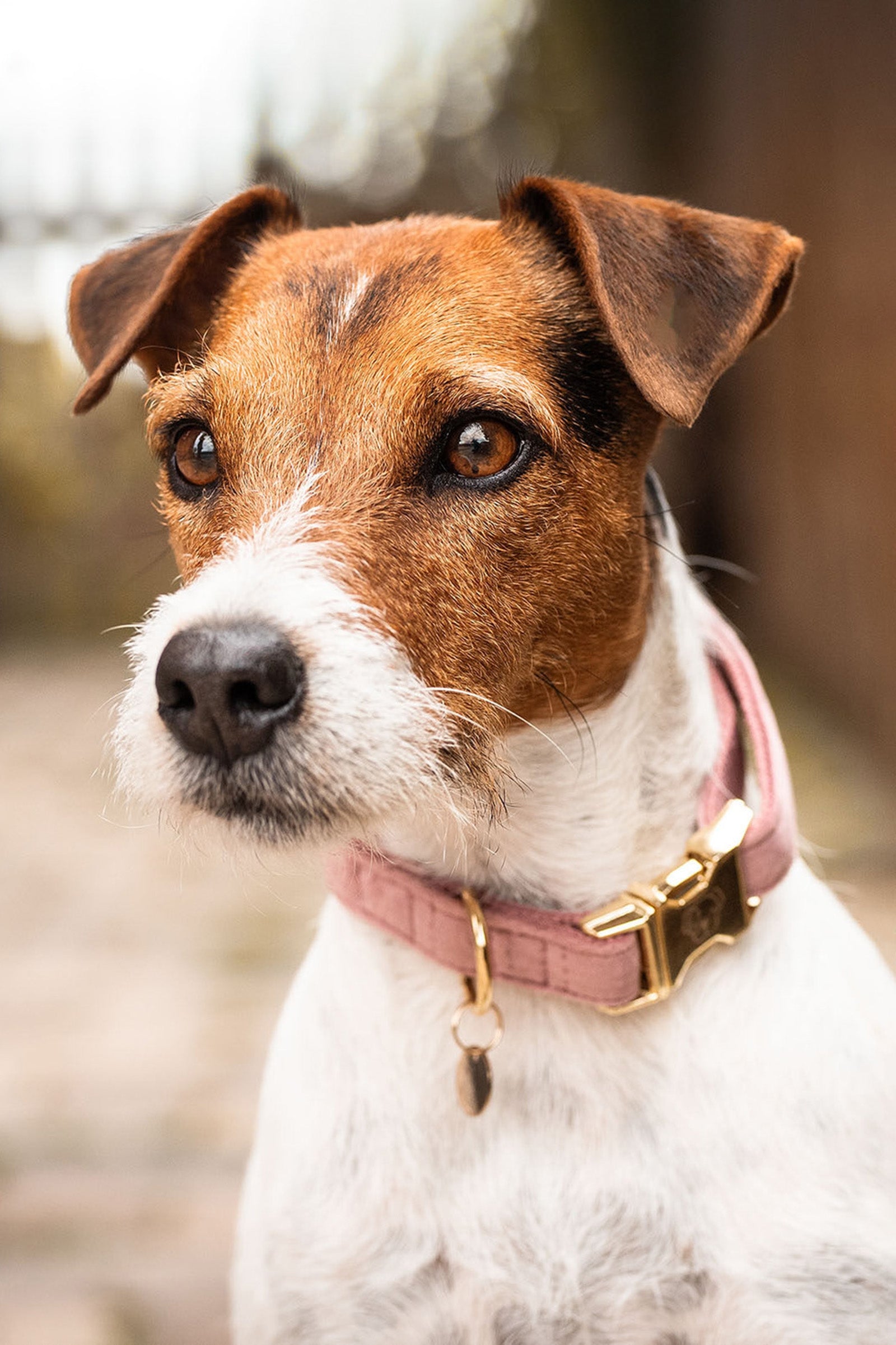 Kentucky Dogwear Hundehalsband Velvet Hund