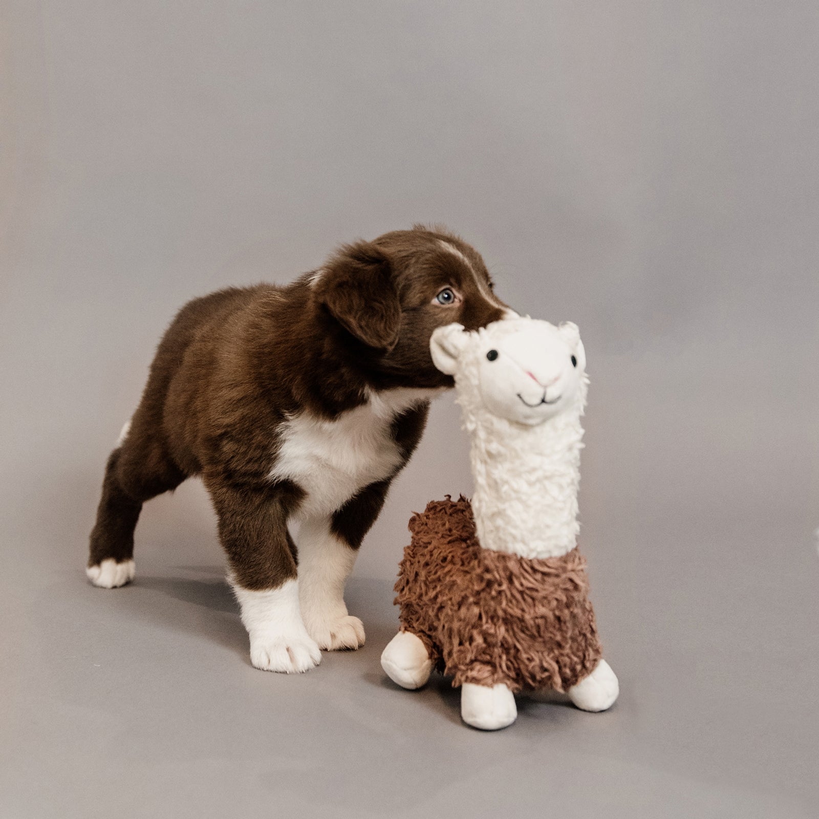 Kentucky Dogwear Hundespielzeug Alpaka Hund