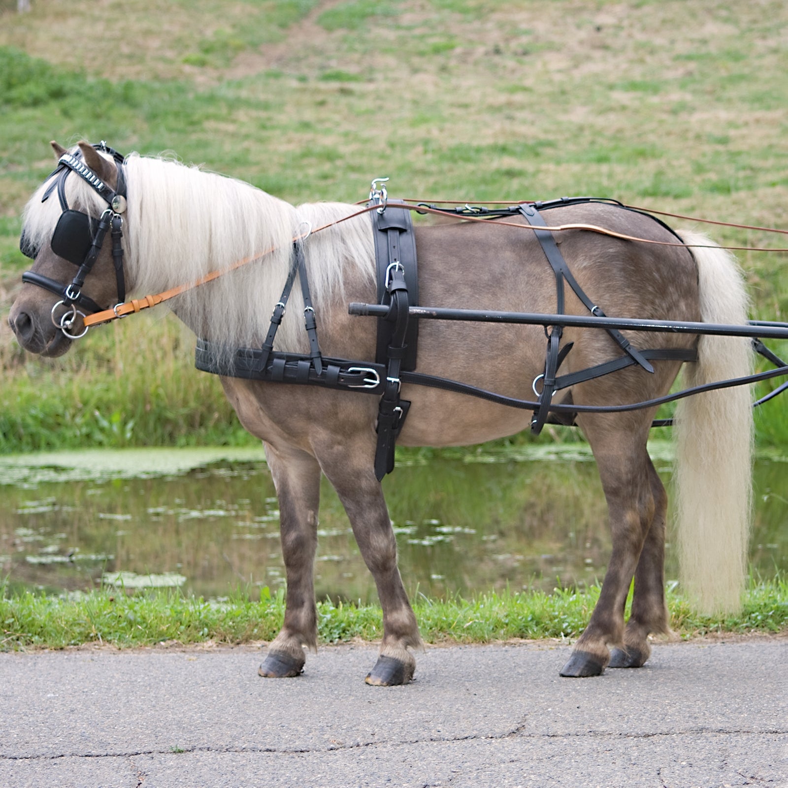 Waldhausen Einspänner Geschirr Economic Pony und Shetland Fahrsport