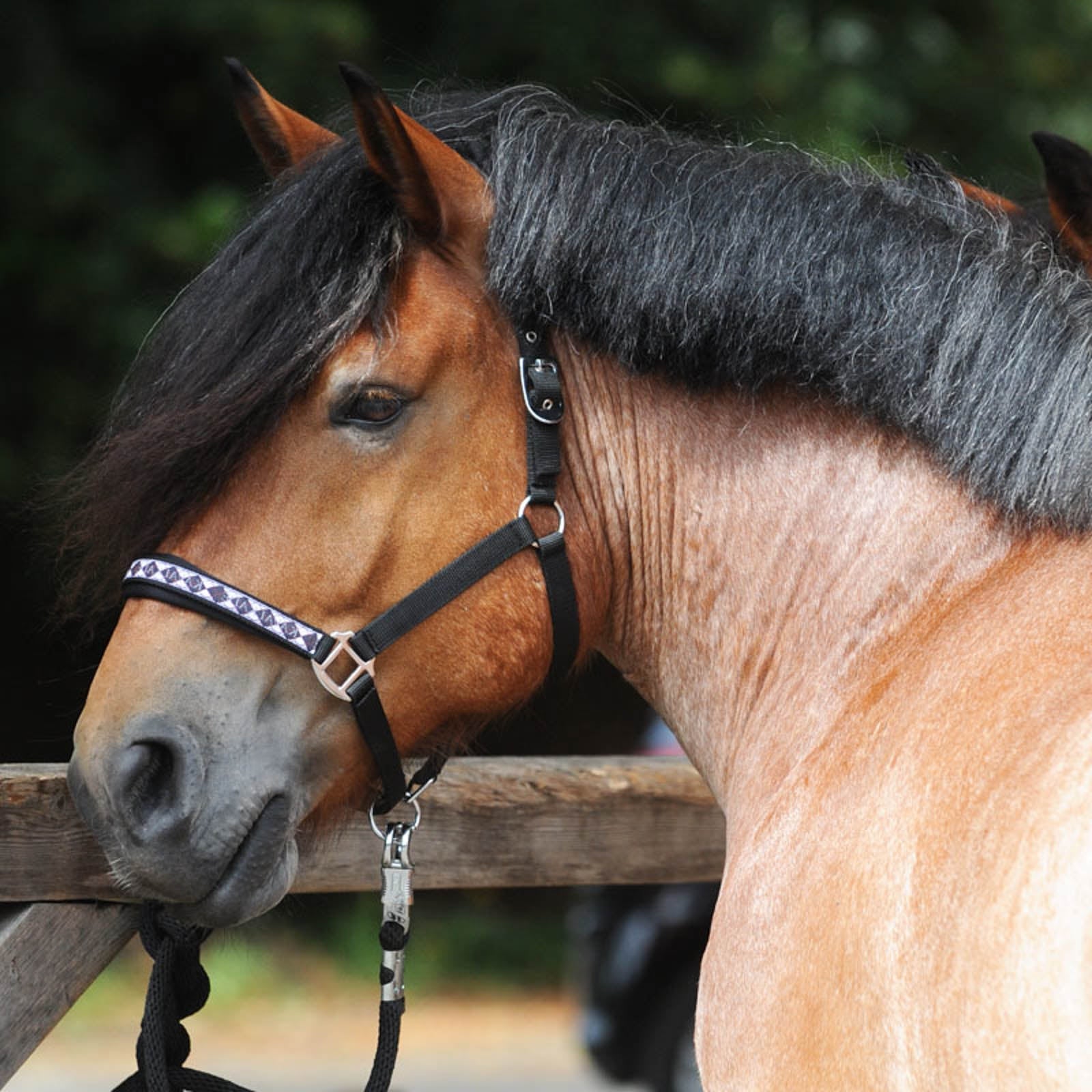 Kavalkade Kaltblut Classic Halfter Halfter & Stricke