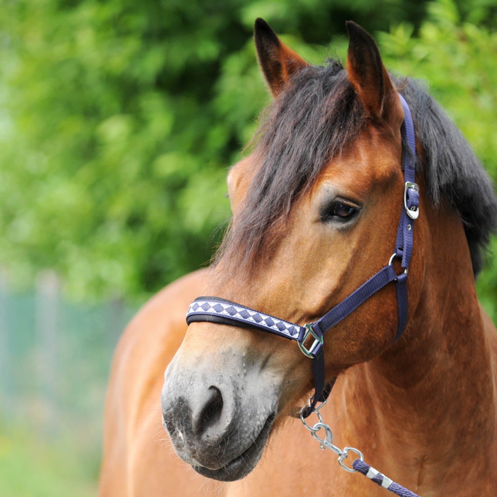 Kavalkade Kaltblut Classic Halfter Halfter & Stricke