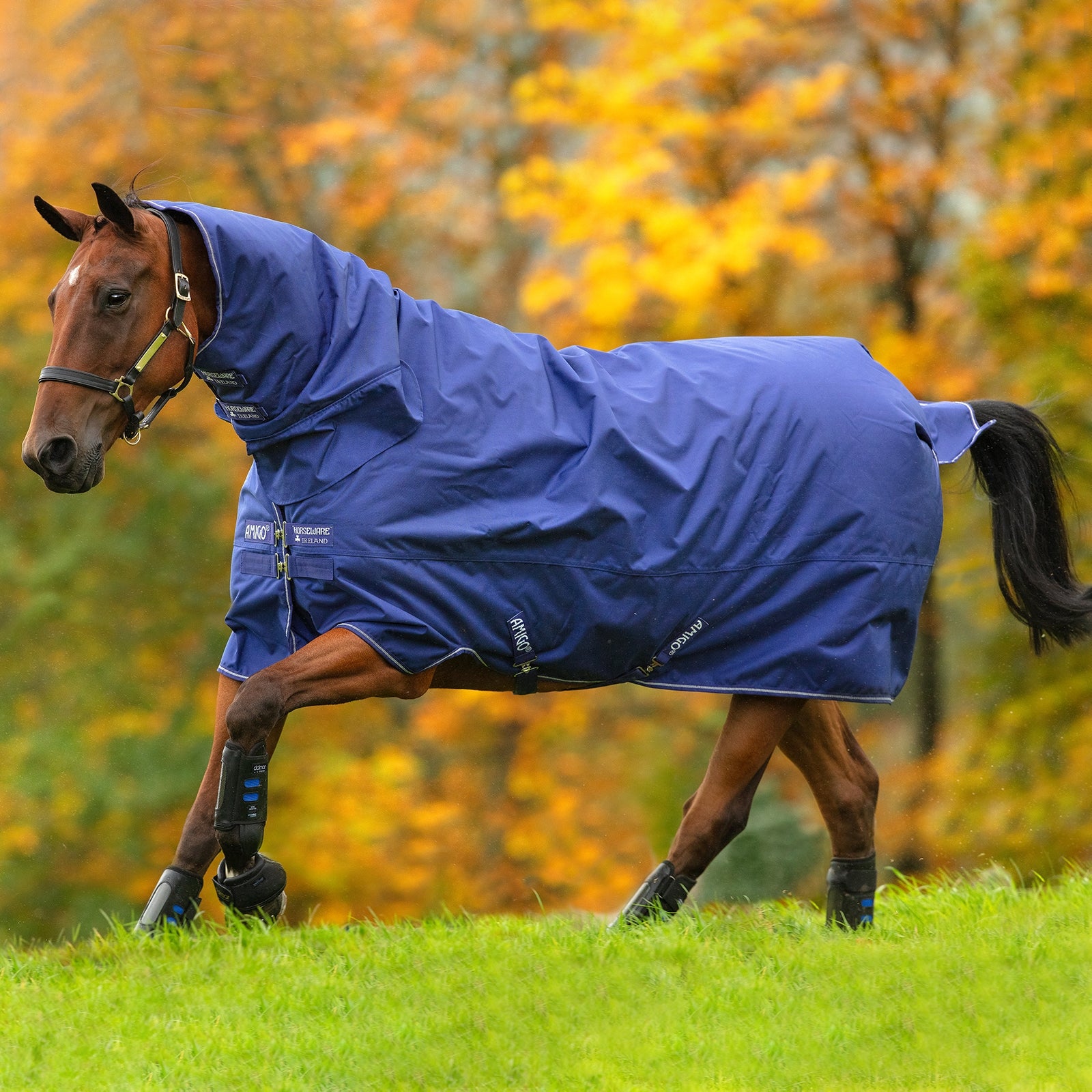 Horseware Amigo Hero 900 All-In-One Weidedecke inkl. integriertem Halsteil, 200g Pferdedecken